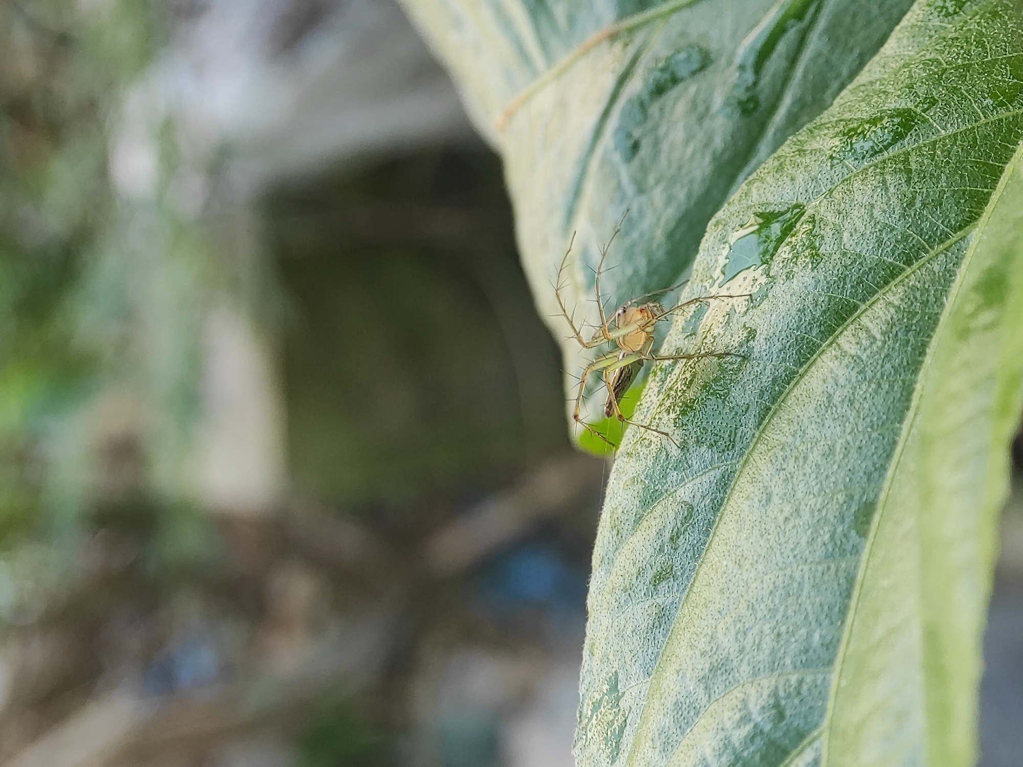 A close-up, macro photograph captures a small, light-colored spider, likely a Lynx spider, resting on a textured green leaf. The spider, positioned towards the right side of the frame, has a slender, yellowish-green body and long, translucent legs covered with small spines. Its eyes are not distinctly visible due to the angle and focus, but its general form suggests a predator patiently waiting.
The leaf, which occupies the foreground and midground, is a vibrant green with clearly visible veins and a rough, possibly hairy or waxy texture. Several small water droplets are scattered across the leaf's surface, reflecting light and suggesting a recent rain or morning dew. One more prominent water droplet is visible near the top right of the leaf.
The background is heavily blurred, creating a soft bokeh effect with abstract shapes of green, brown, and lighter hues, indicating other out-of-focus foliage or natural elements in the distance. The lighting appears to be natural daylight, illuminating the spider and the leaf's details. The scene depicts a serene moment in nature. The photograph was captured in Lhokseumawe, Indonesia. There are no human subjects or visible text in the image.