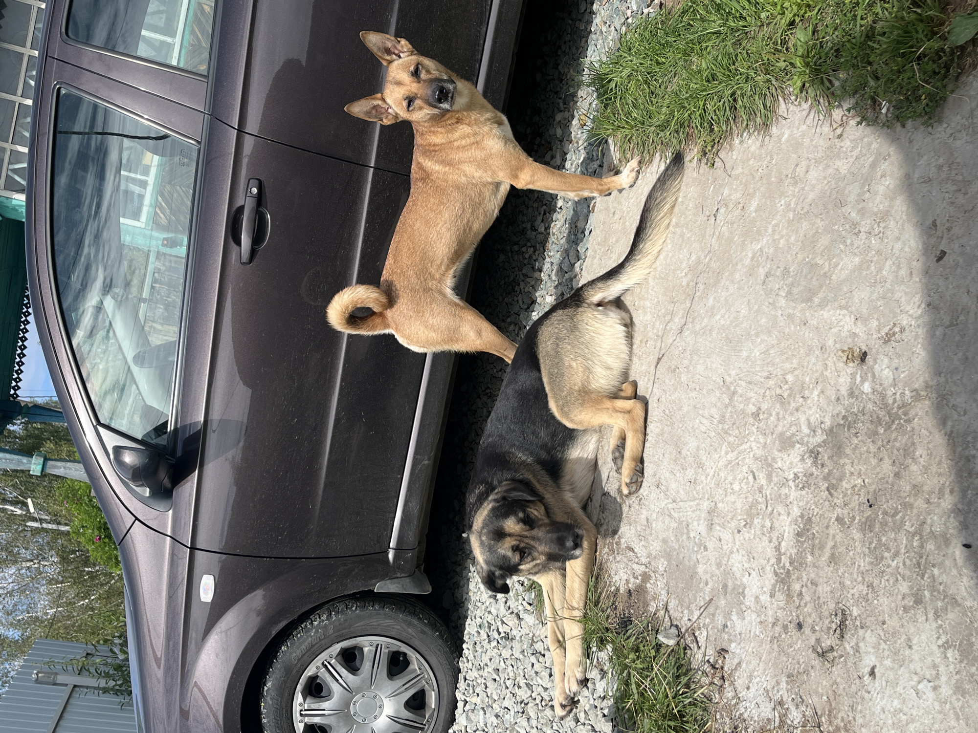 Two dogs are in the foreground, with a car behind them. The dog on the left is lying down on a gravel and concrete surface, with its head resting on its paws. It is a medium-sized dog with black, tan, and brown fur. The dog on the right is standing and facing the viewer. It is a smaller, tan-colored dog with pointy ears and a curled tail. The car is a dark-colored sedan. The background shows some vegetation and what appears to be a building or fence. The scene is outdoors, under a bright sky, suggesting a sunny day. The setting is likely a residential area in Nizhny Tagil, Russia, given the car model and general aesthetic.