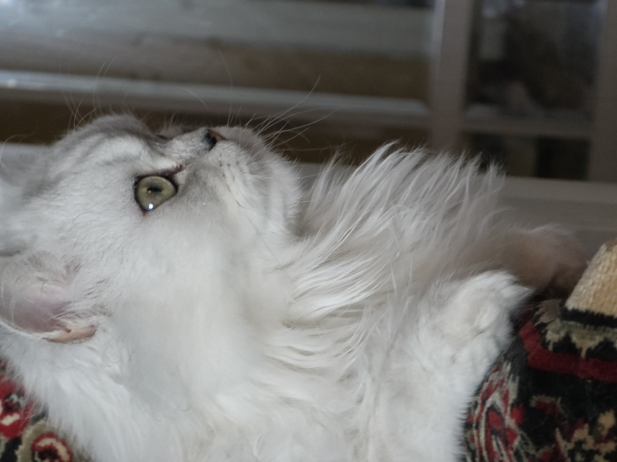 A white Persian cat with green eyes is lying on a patterned rug. The cat is facing to the right, with its head slightly turned. The background is out of focus, but appears to be a room with windows. The image was taken in Novocheboksarsk, Russia.