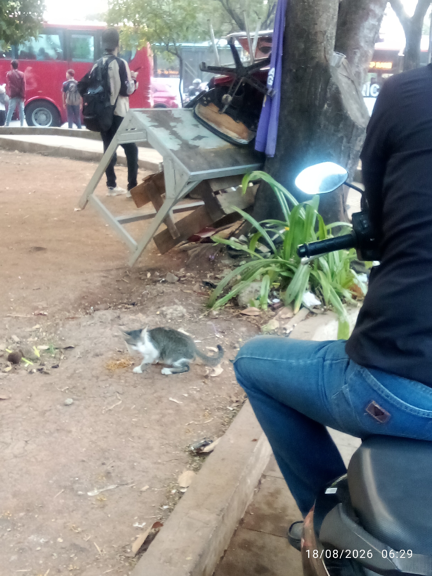 In East Jakarta, Indonesia, a tabby and white cat is eating on the ground near a tree. In the background, a person wearing a black shirt and blue jeans is sitting on a motorcycle. The scene also includes a red bus, a metal structure, and other people standing in the distance. The date stamp indicates the image was taken on August 18, 2026, at 06:29.