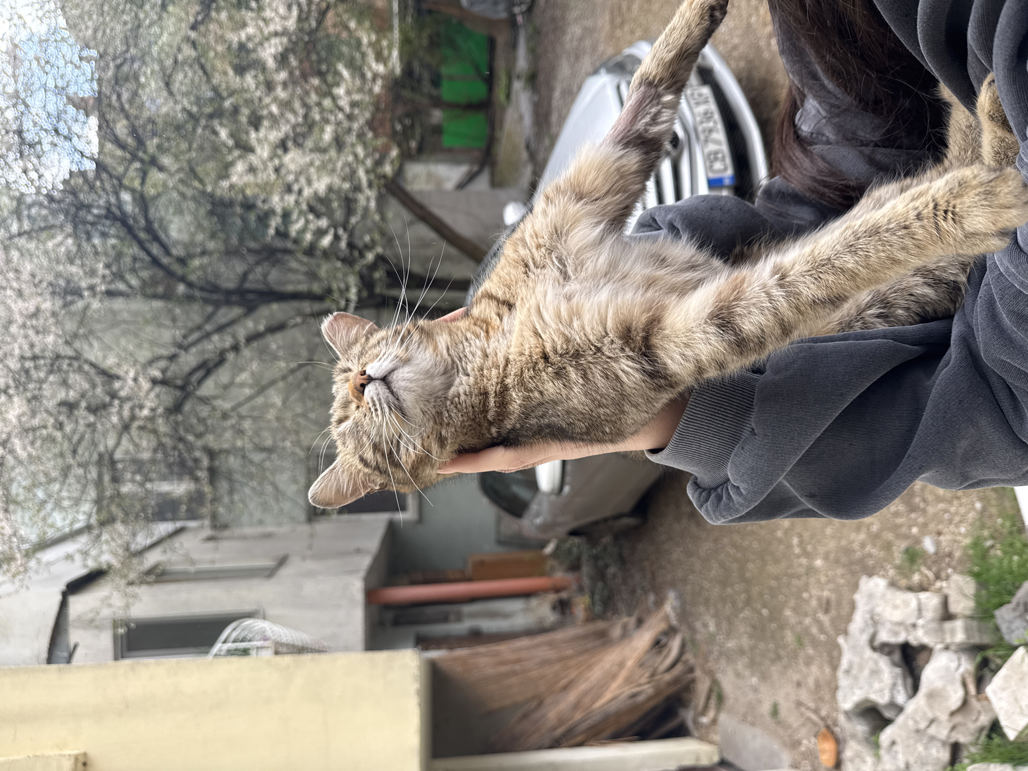 A tan and brown tabby cat is being held in a person's arms in an outdoor setting. The cat is positioned upside down with its legs extended. The person is wearing a grey sweatshirt. In the background, a building with white walls and a brown door is visible, along with a silver car with a Bulgarian license plate. Blossoming trees are also visible. The setting suggests a backyard or garden area in what is possibly a residential area. The license plate on the car reads CB7936XC, indicating it is in Sofia, Bulgaria.