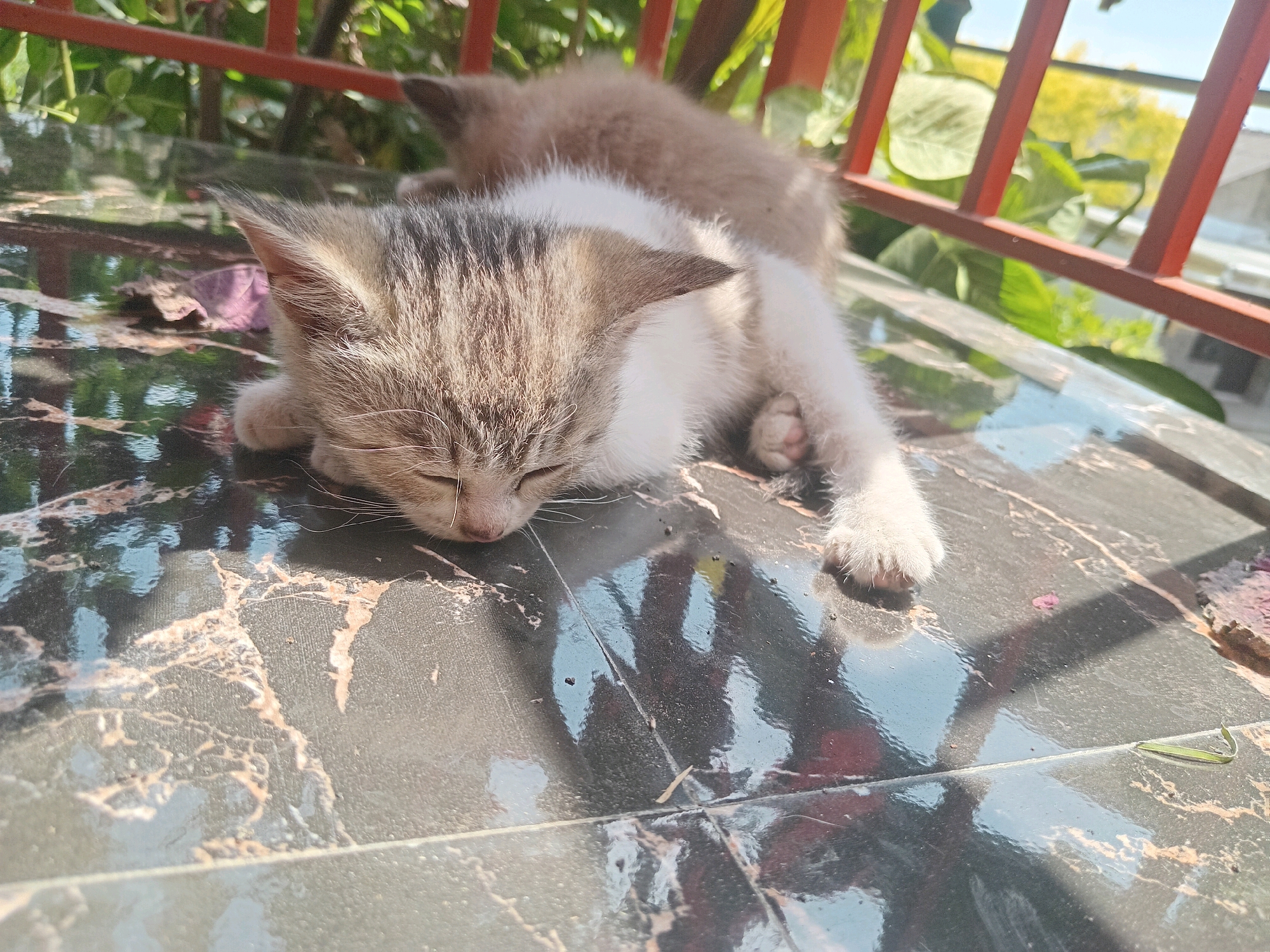 In Claket, Indonesia, a close-up shot focuses on two young kittens lying on a dark, marbled surface. The kitten in the foreground, a tabby with white markings, is asleep with its eyes closed and its head resting on the surface. Its ears are pointed and alert. Behind it, another kitten, lighter in color, is also sleeping. The surface they lie on appears to be a patio or balcony, with a red metal railing visible in the background, partially obscuring lush green foliage and a bright sky. Sunlight casts distinct shadows on the marbled surface.