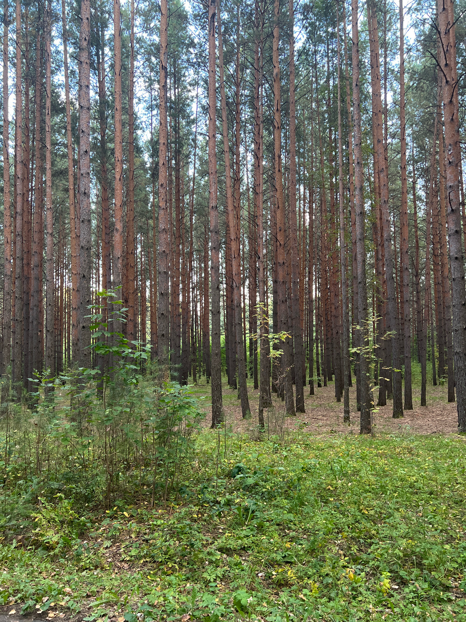 The image depicts a dense pine forest. The trees are tall and slender, with rough, reddish-brown bark. They are closely packed together, creating a sense of depth and enclosure. The forest floor is covered in green undergrowth, scattered with fallen pine needles and leaves. Sunlight filters through the canopy, creating dappled light and shadow on the ground. There are no people or animals visible in the image. The scene appears to be in a natural, undeveloped area.
This is a view of the Krasnoyarskoye Podvorie forest park in Krasnoyarsk, Russia.