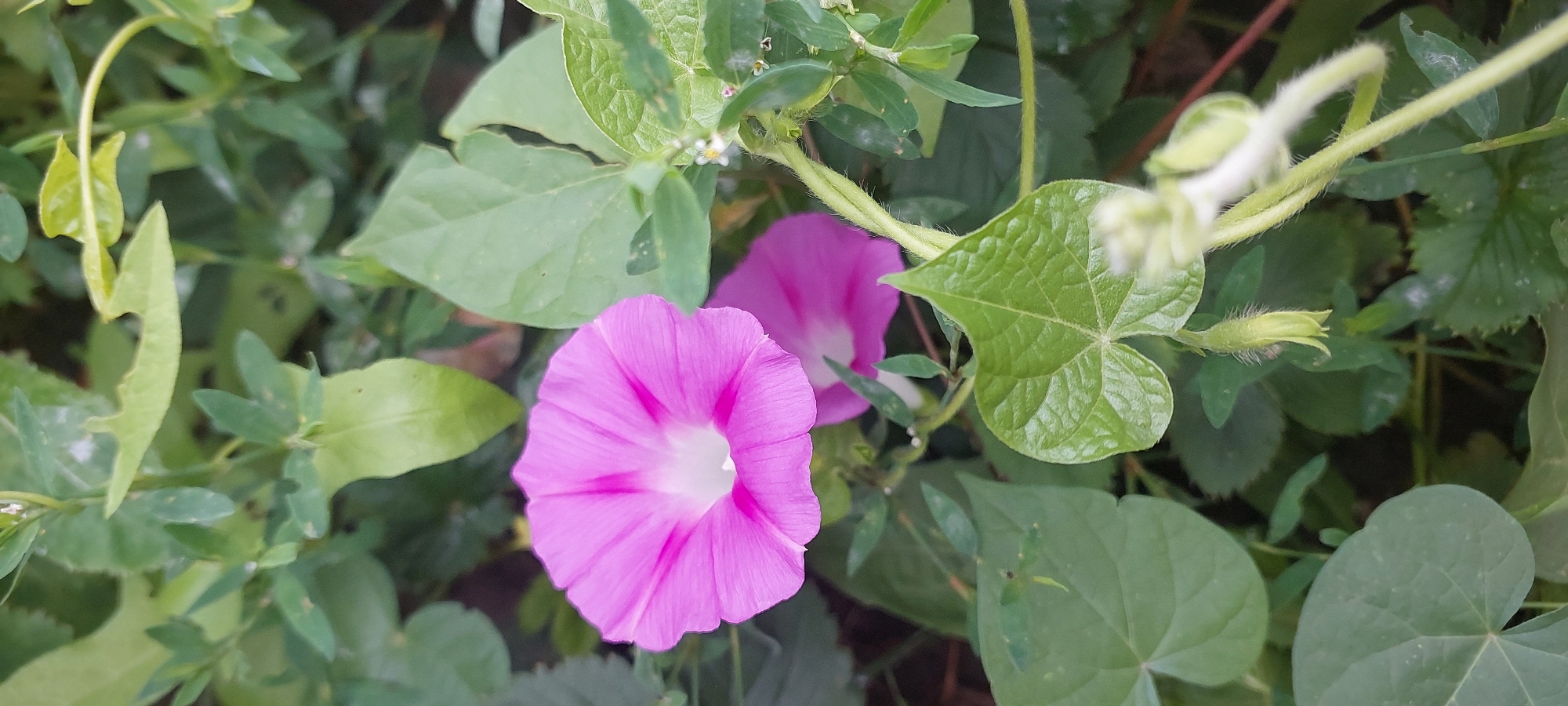 A close-up, vertical shot of pink morning glory flowers is captured amidst lush green foliage in a natural setting. The flowers, one in full bloom and another partially visible, exhibit delicate petals with vibrant pink hues transitioning to a lighter shade towards the center. The surrounding leaves, in various shades of green, create a dense backdrop, some appearing broad and heart-shaped, while others are more elongated and pointed. A fuzzy, light green vine twists and turns, adding texture to the scene. The lighting suggests an outdoor environment, likely during the daytime. The location is identified as Praporştşikovo, Kazakhstan. There are no people or animals present.