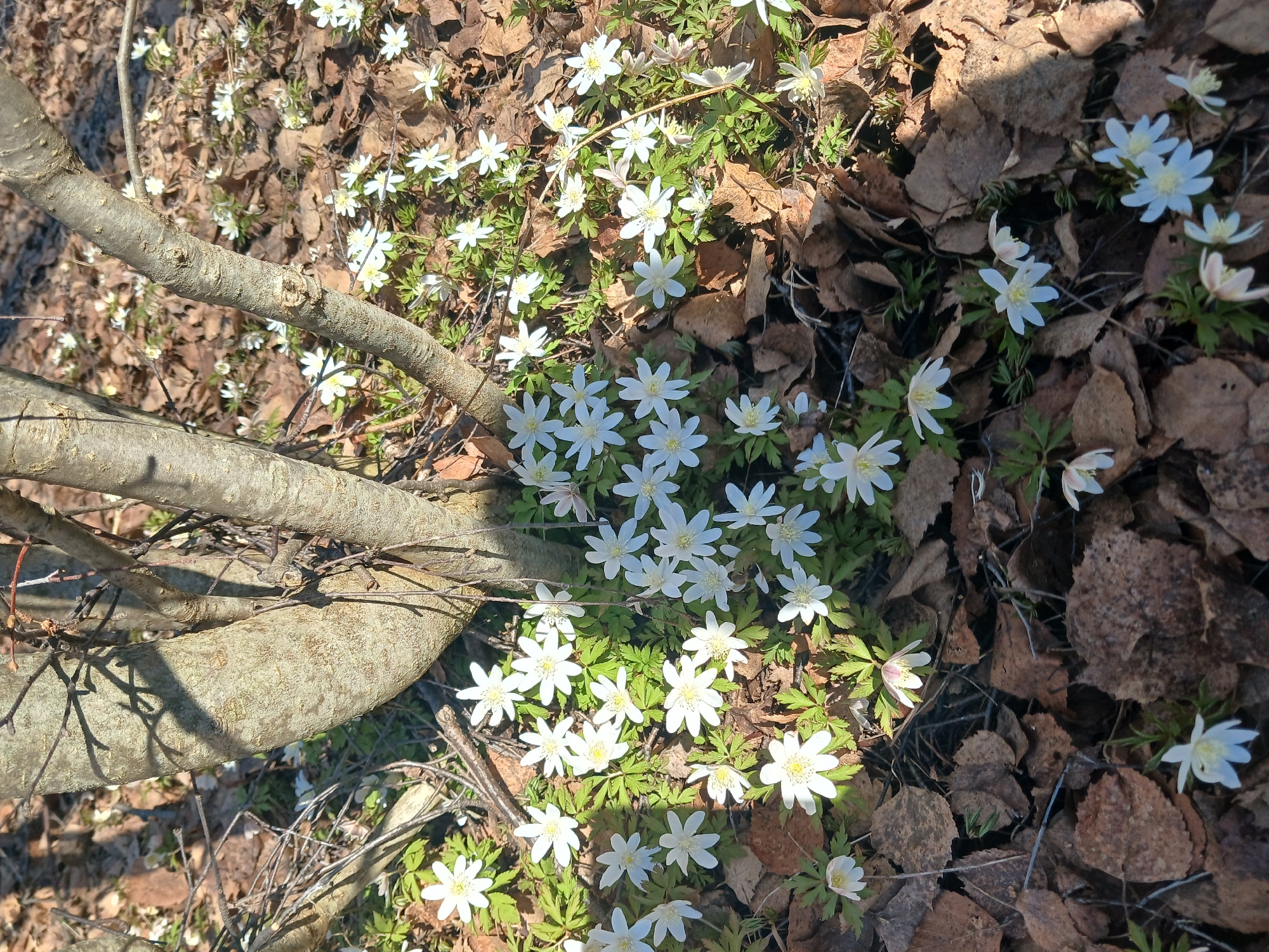 The image displays a close-up view of a forest floor in Bolshaya Sosnova, Russia, likely in early spring. The ground is covered with numerous white, star-shaped flowers, identifiable as wood anemones (*Anemone nemorosa*), growing amidst their bright green foliage. These delicate wildflowers are distributed across the scene, forming a dense cluster in the central and left portions of the frame.
Interspersed with the green plants and flowers are abundant dry, brown, fallen leaves, probably from deciduous trees, which dominate the right side of the image and the background. A thick, textured tree branch or root, light brown-gray in color, diagonally traverses the lower left and central parts of the frame. This branch casts distinct shadows onto the ground and leaves, indicating bright sunlight.
The scene is illuminated by strong, direct sunlight, suggesting a clear day during daylight hours, possibly morning or afternoon, given the sharp shadows. There are no people or animals visible, and no specific activities are taking place beyond the natural growth and decay of the forest environment. The image captures the serene awakening of nature after winter, with the first spring flowers emerging through the leaf litter. No text is visible in the media file.