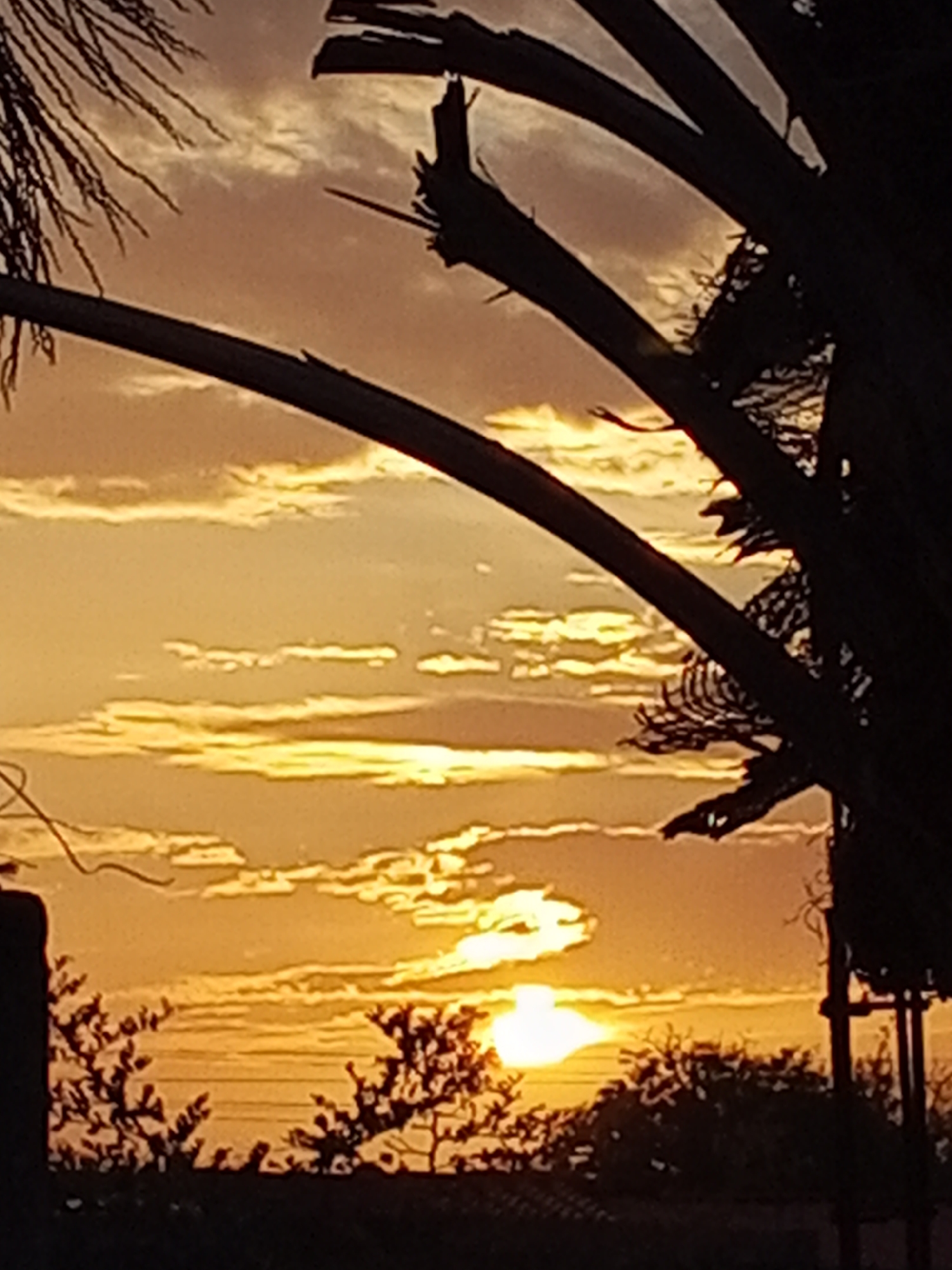 The image depicts a sunset scene, with the sun positioned near the horizon, partially obscured by trees. The sky is filled with clouds, displaying a warm, golden hue due to the setting sun. Silhouetted tree branches, possibly from palm trees, frame the upper portion of the image. In the foreground, there are more silhouettes of trees and possibly utility poles. The location is in the city of Unknown, Unknown.