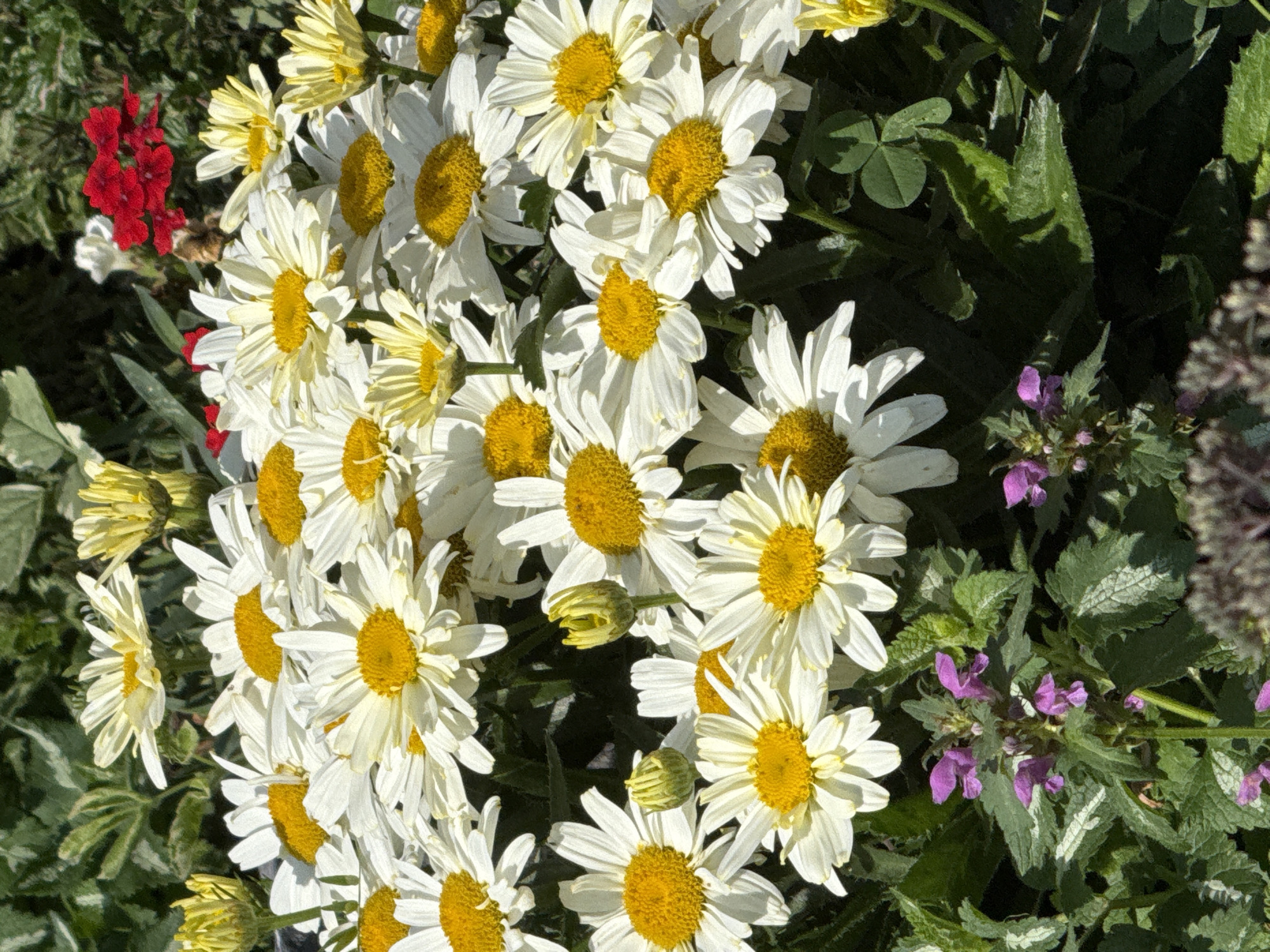 The image shows a close-up view of a cluster of white daisy-like flowers with yellow centers. There are also some smaller purple flowers and green foliage. The scene is likely outdoors, given the presence of plants and natural lighting. The location is identified as Krasnogorskoye, Russia. No people or specific actions are depicted.