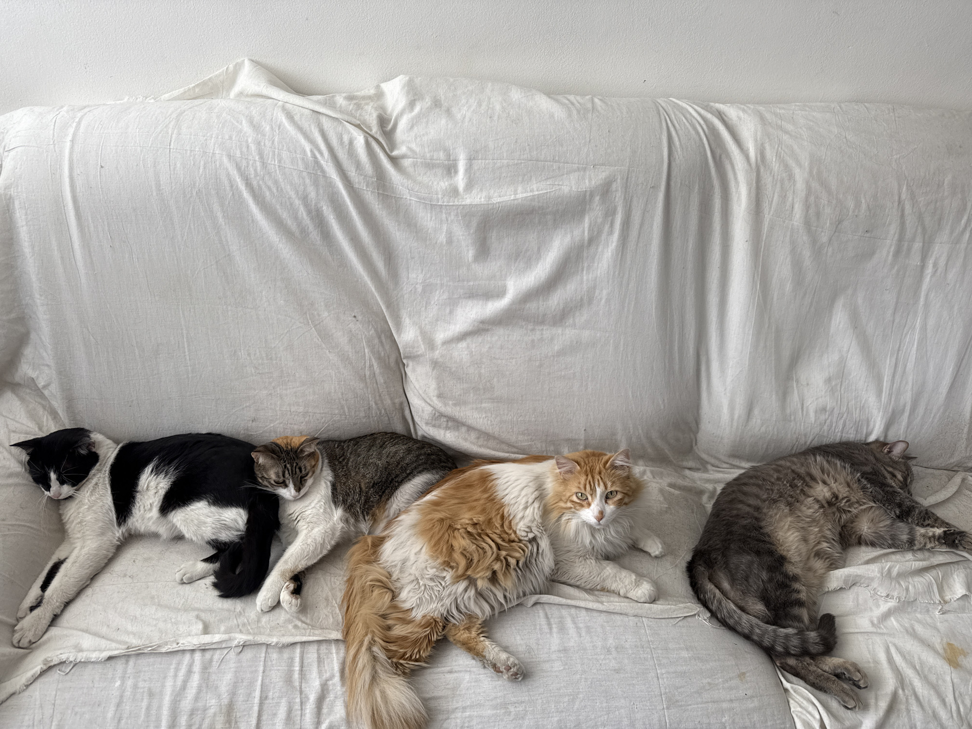 Five domestic cats of various colors are resting on a white sofa covered with a wrinkled white sheet. The scene is brightly lit, suggesting daytime indoors.
From left to right, the cats include: a black and white cat sleeping soundly, stretched out with its head resting near its paws; a brown and white tabby cat partially visible, nestled close to the black and white one; a prominent long-haired orange and white cat with green eyes, lying on its side and looking directly towards the viewer, appearing alert; and a large gray tabby cat sleeping curled up on the far right, partially obscuring another cat or part of the sofa. All cats appear relaxed and comfortable, with most in a state of repose.
The white fabric covering the sofa shows several wrinkles and some minor discoloration or dark specks, particularly near the gray tabby cat. The background consists of a plain white wall, adding to the bright and minimalist setting. No text is visible in the image.