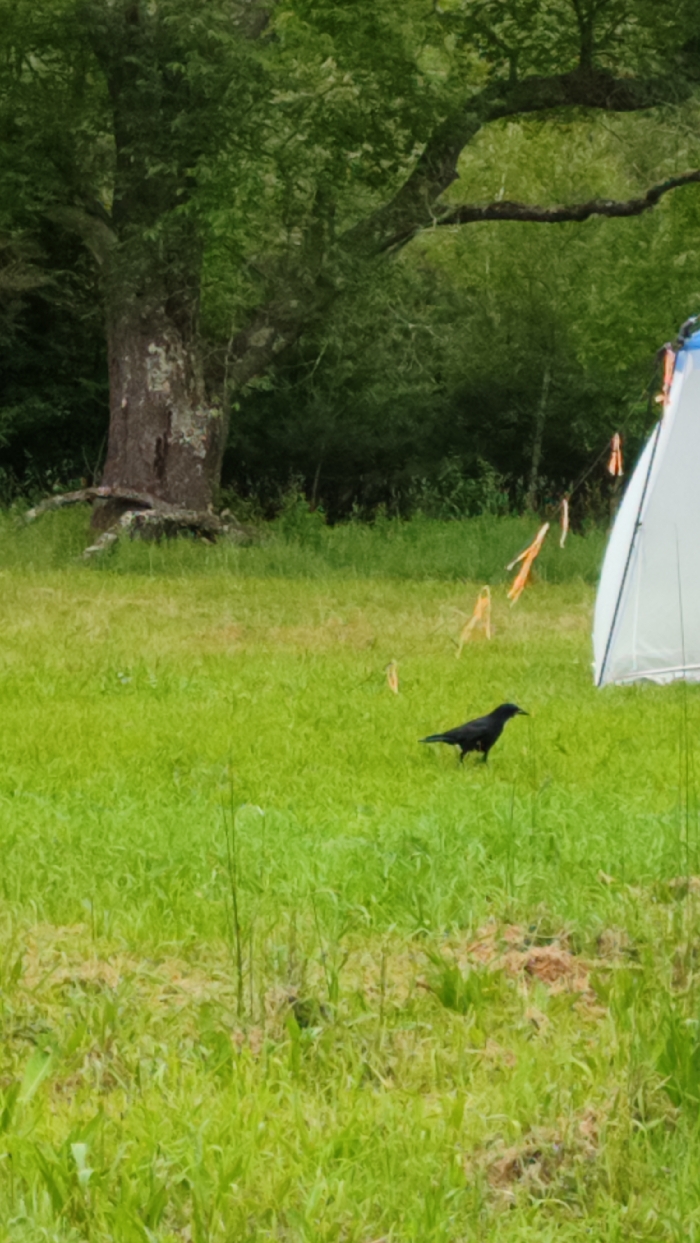 A black crow walks on a grassy lawn, next to a white tent with orange streamers. A large tree stands in the background, along with more trees and vegetation. The grass is green with patches of cut grass. The crow is facing right.