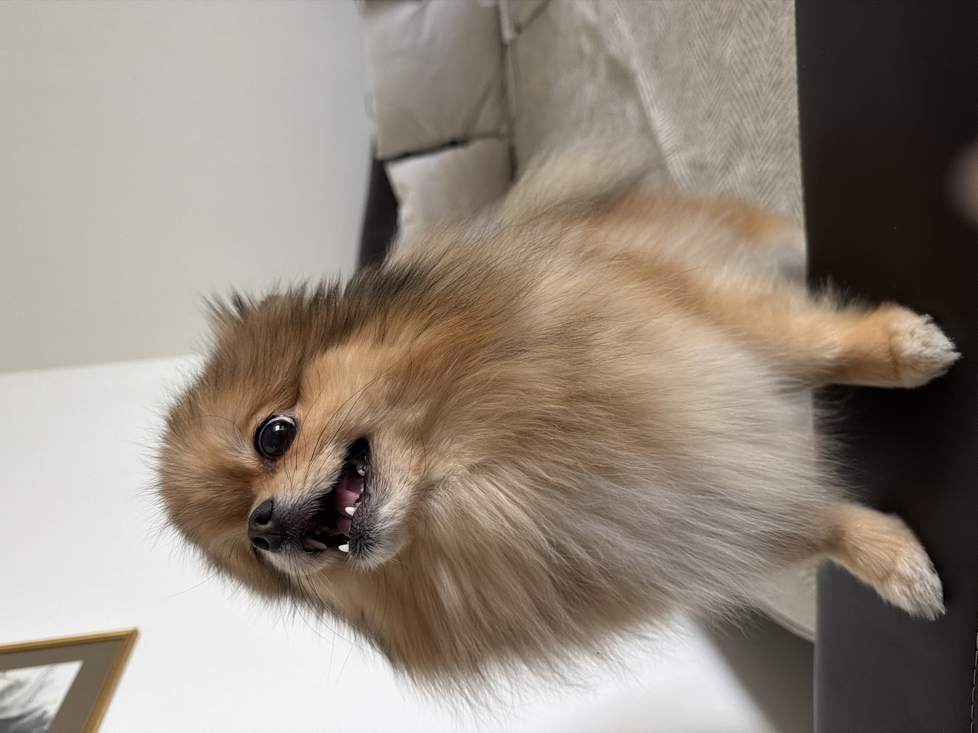A small, fluffy, tan and brown Pomeranian dog is lying on its back on a light-colored cushioned surface next to a dark-colored chair. The dog is looking at the camera with an open mouth, revealing its teeth. The background consists of a light-colored wall with a framed picture near the bottom left corner. The location is not identifiable as Tbilisi, Georgia based on the provided image.