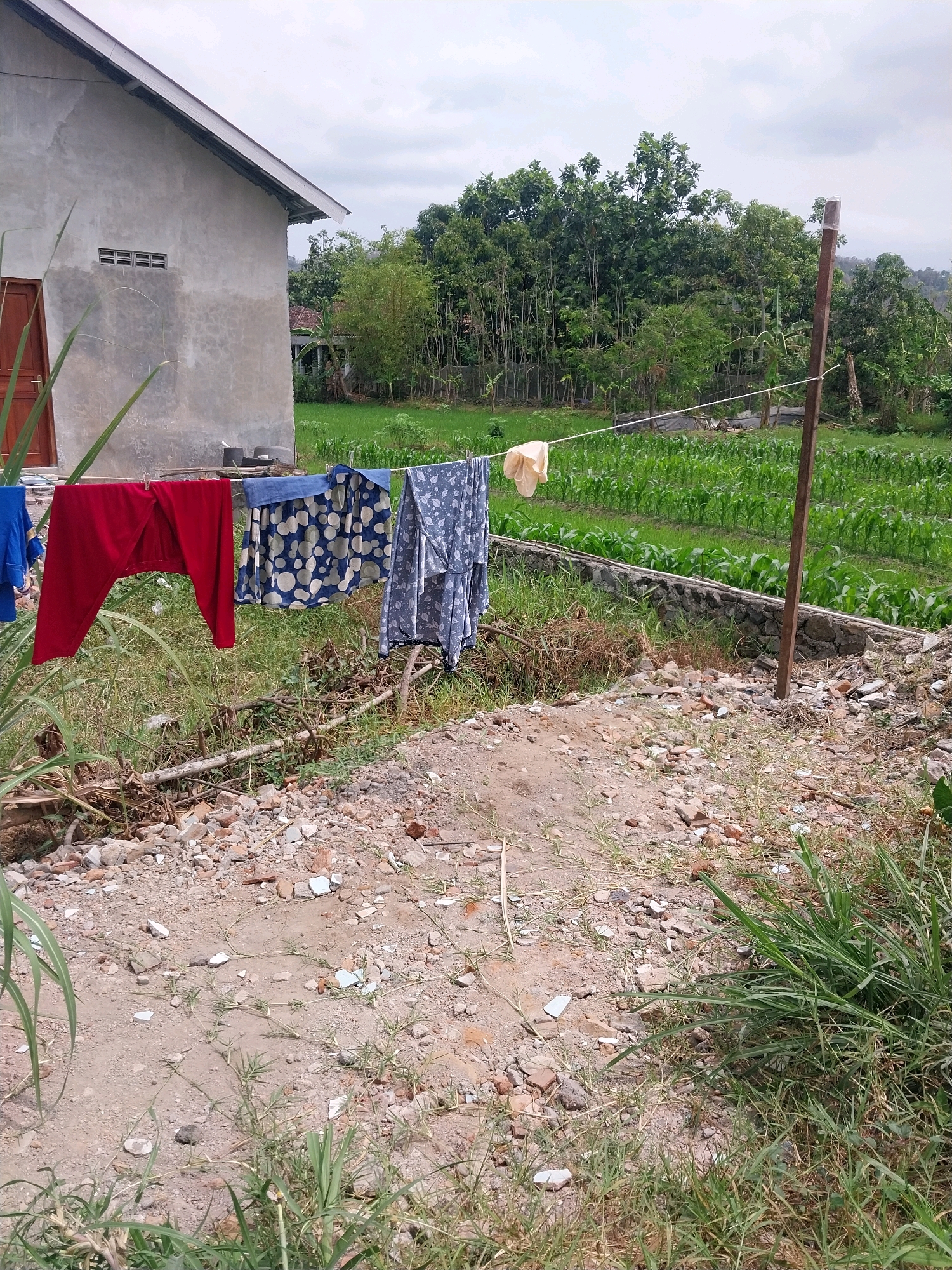 The image depicts a rustic scene in Cucukan, Indonesia. In the foreground, a clothesline strung between a wooden pole and a building is laden with drying garments. The clothes include a red pair of pants, a blue patterned skirt or dress, and a light-colored piece of fabric. Behind the clothesline, a patch of rough, disturbed ground is visible, littered with stones, debris, and scattered grass.
To the left, the side of a simple, unfinished concrete house is prominent, featuring a brown wooden door and a small, rectangular ventilation grate. Beyond the house and the clothesline, a lush green field stretches into the distance, appearing to be a crop of young corn plants. A low stone wall with a concrete cap separates the field from the foreground area. A dense line of trees forms a natural backdrop, with some bamboo stalks visible amongst them. The sky above is overcast with clouds. The overall impression is one of a rural dwelling and its immediate surroundings, with laundry drying outdoors under a cloudy sky.