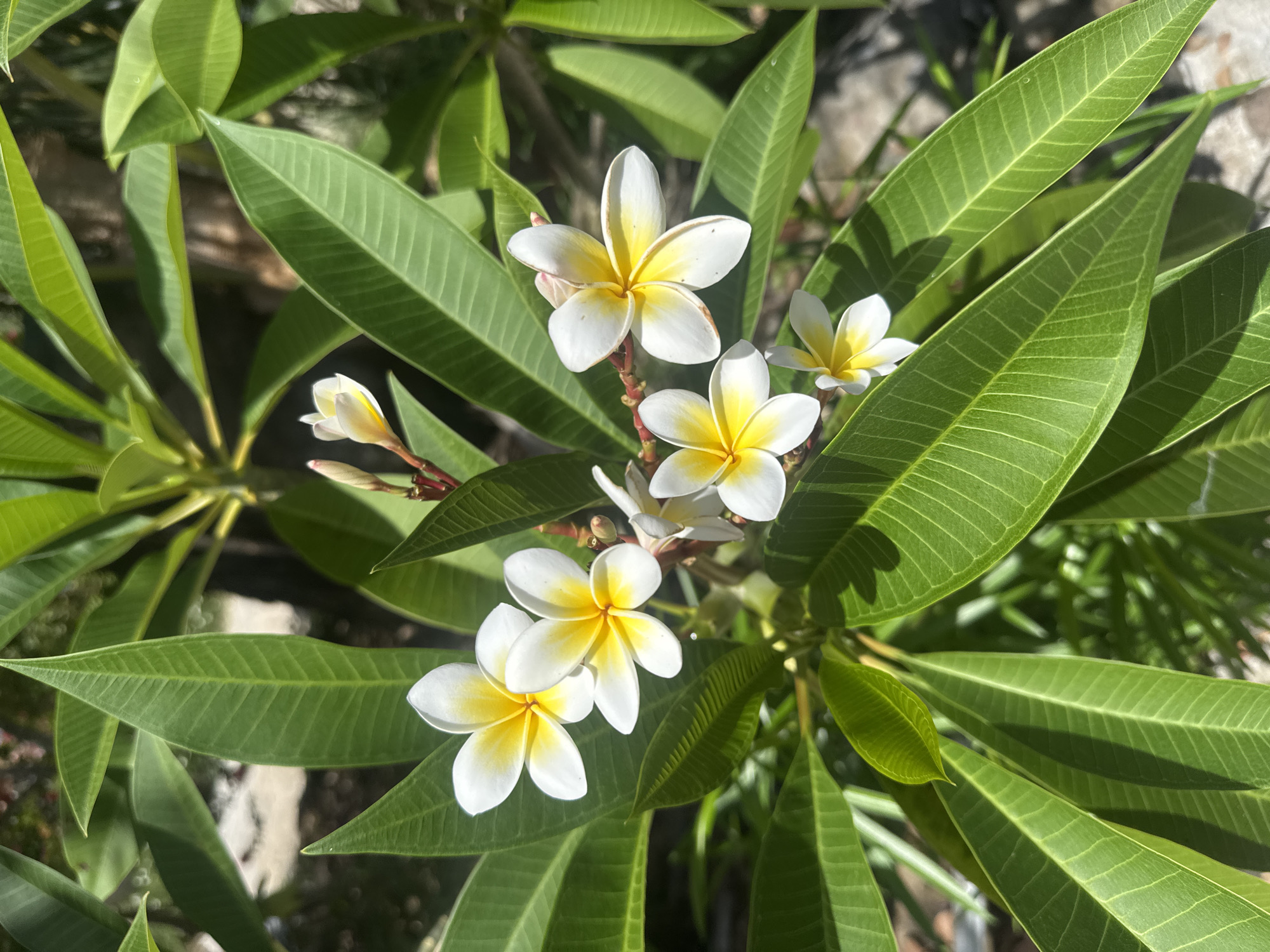 The image features a cluster of white and yellow plumeria flowers amidst broad, green leaves. The leaves are elongated with distinct veins, and the flowers have a waxy texture. The scene is brightly lit, casting shadows on some of the foliage. The location, Bac Nha Trang Ward, Vietnam, is provided as contextual information but is not discernible from the visual elements in the photograph itself.