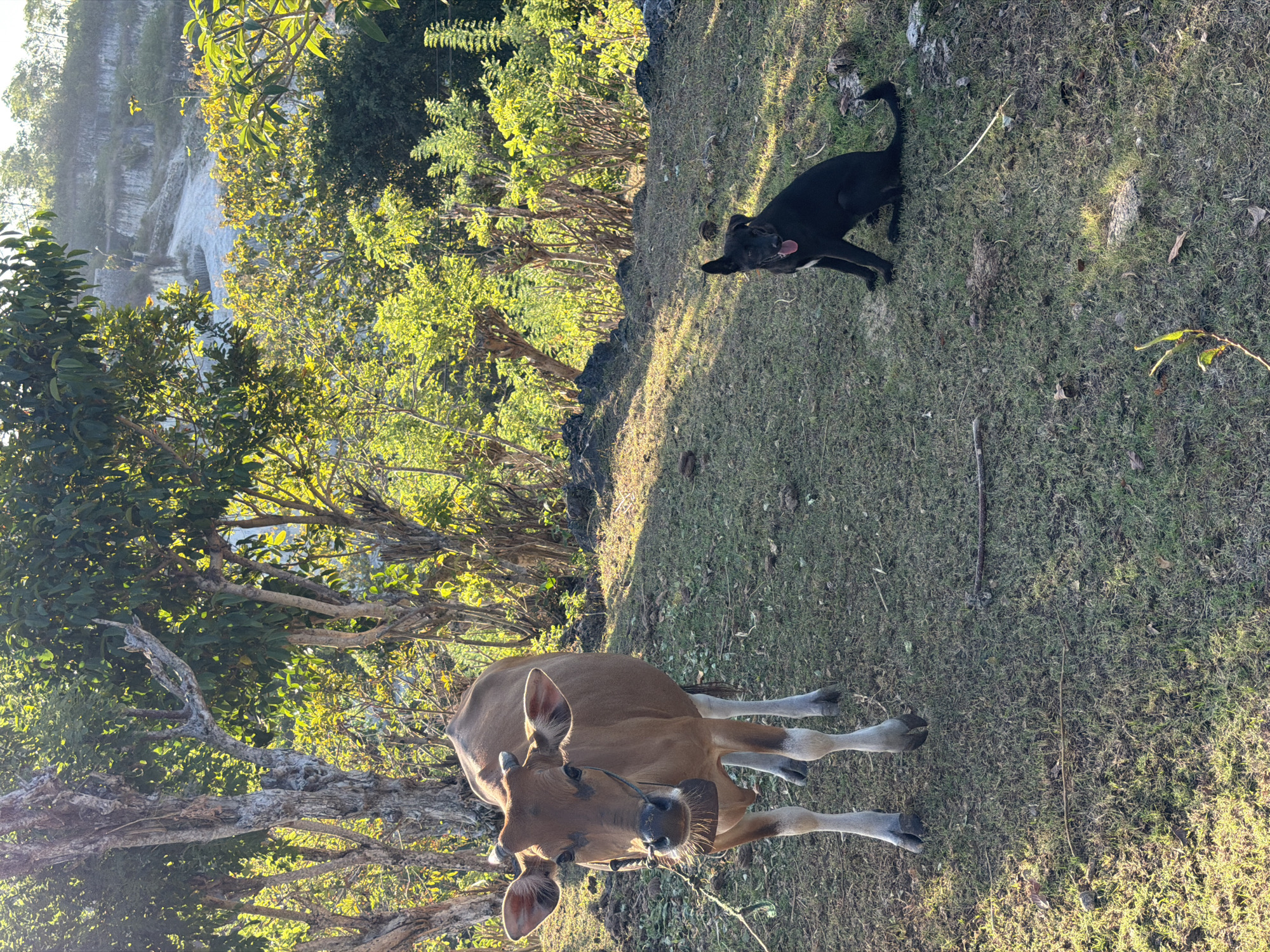The image depicts a rural, sun-drenched landscape in Kuta Selatan, Indonesia. In the foreground, a light brown cow stands on a grassy area, its head turned towards the camera. It is tethered with a rope that goes around its nose. To the right of the cow, a black dog is seated on the grass, its tongue hanging out, appearing to be looking at the camera. The background is filled with lush green trees and vegetation, with a rocky, light-colored cliff face visible in the distance. The sunlight casts long shadows across the ground, indicating it is likely late afternoon or early morning. The environment appears dry and somewhat rugged.