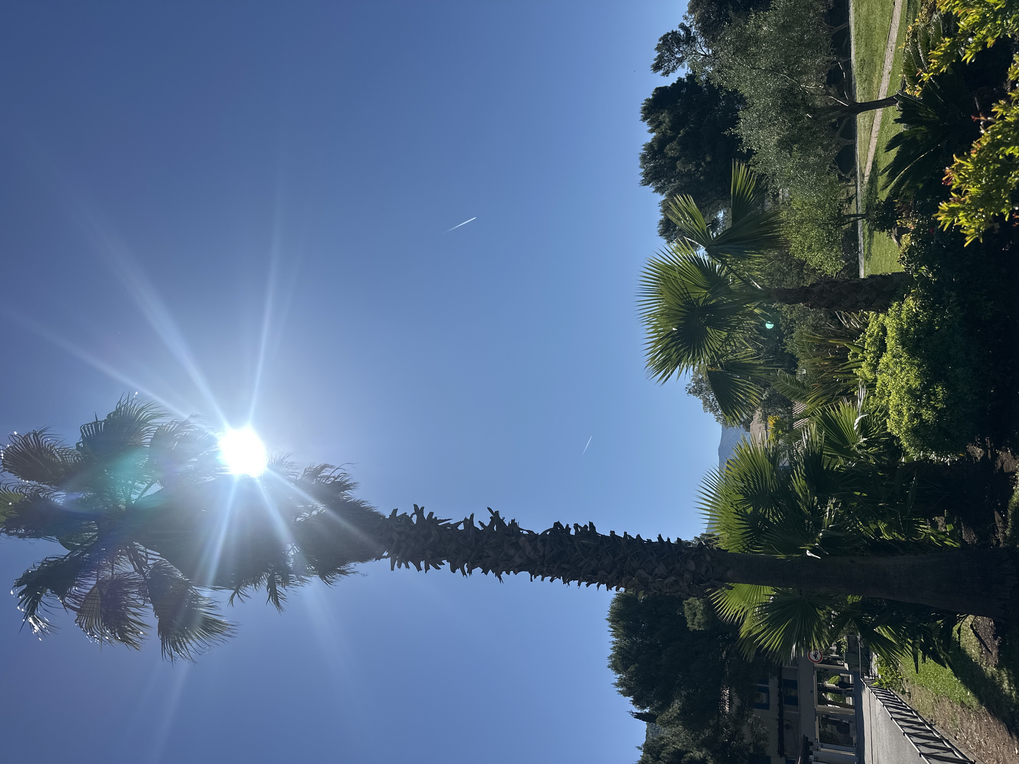 The image, taken from a low angle, showcases a sunny day in Budva, Montenegro. Dominating the frame is a tall palm tree, with the sun shining directly behind its fronds, creating a bright glare. The clear blue sky is partially obscured by the tree's canopy. A contrail from a plane is visible in the upper center of the frame. To the right, there are more palm trees and greenery, suggesting a park or garden setting. In the lower right corner, a glimpse of a building and a street can be seen. The overall impression is of a typical sunny day in a Mediterranean coastal city.