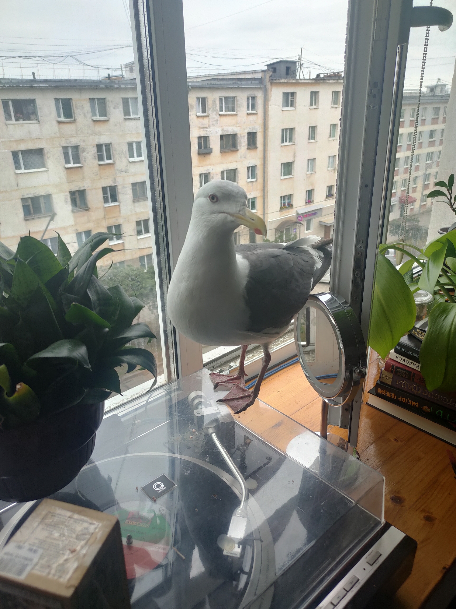A seagull is perched on a windowsill, with its feet on the edge of a turntable. The bird is facing left, with its beak slightly open, and its head is turned to look at the camera. Behind the bird, through the window, are several apartment buildings, typical of Soviet-era architecture. The sky is overcast. On the windowsill, to the right of the seagull, is a small mirror on a stand, and a stack of books. To the left of the seagull is a potted plant. The turntable appears to be operational, with a record on its platter. The overall scene suggests an urban environment, likely a residential building in Magadan, Russia, given the architectural style of the buildings visible.