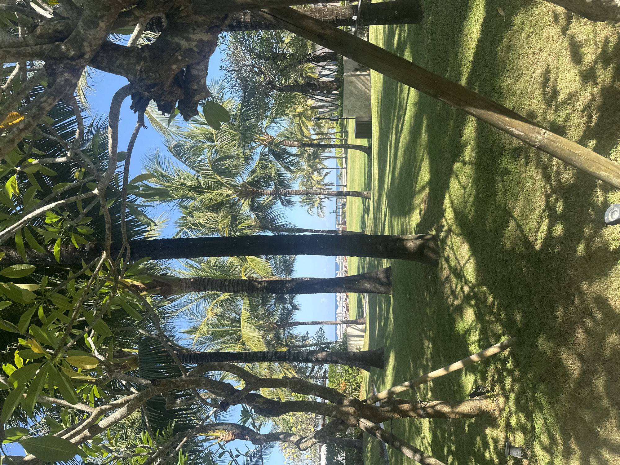The image depicts a lush green lawn with several palm trees and other vegetation. In the background, a glimpse of the ocean and lounge chairs are visible, suggesting a beachfront resort or hotel in Kuta Selatan, Indonesia. The sun casts shadows across the lawn, indicating it is daytime. The scene is peaceful and serene, characteristic of a tropical vacation destination.