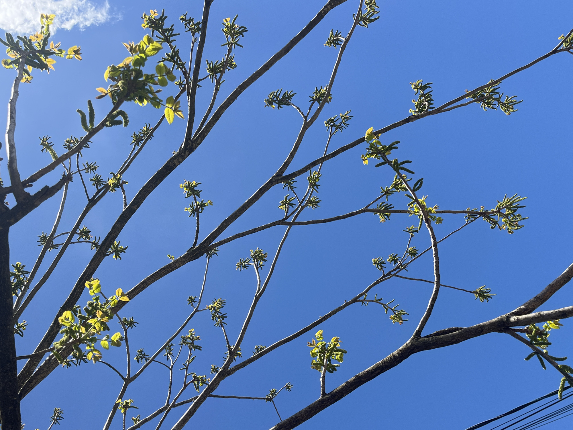A low-angle shot features bare tree branches with budding leaves against a bright blue sky with light wispy clouds. The leaves are light green and yellow, suggesting new growth. The electrical wire runs along the bottom right. The location is likely an urban area with trees planted.