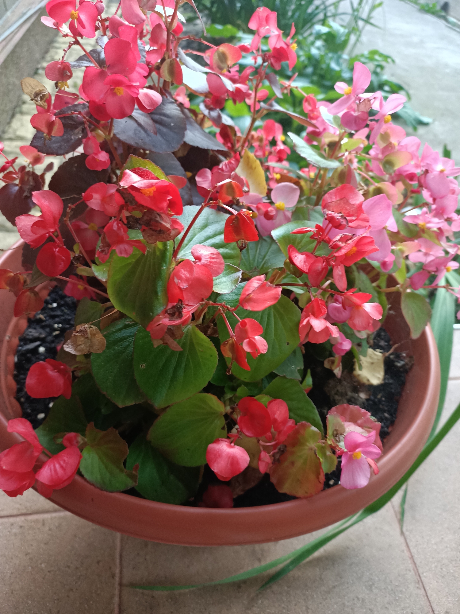 The image shows a close-up of a potted plant filled with red and pink begonia flowers. The plant is in a round, reddish-brown pot, which sits on a tiled surface. The background is out of focus, with hints of green foliage and a light-colored wall or structure. The lighting suggests it is daytime, likely outdoors. There are no people or animals visible in the image. The setting appears to be a residential area, possibly a garden or patio.