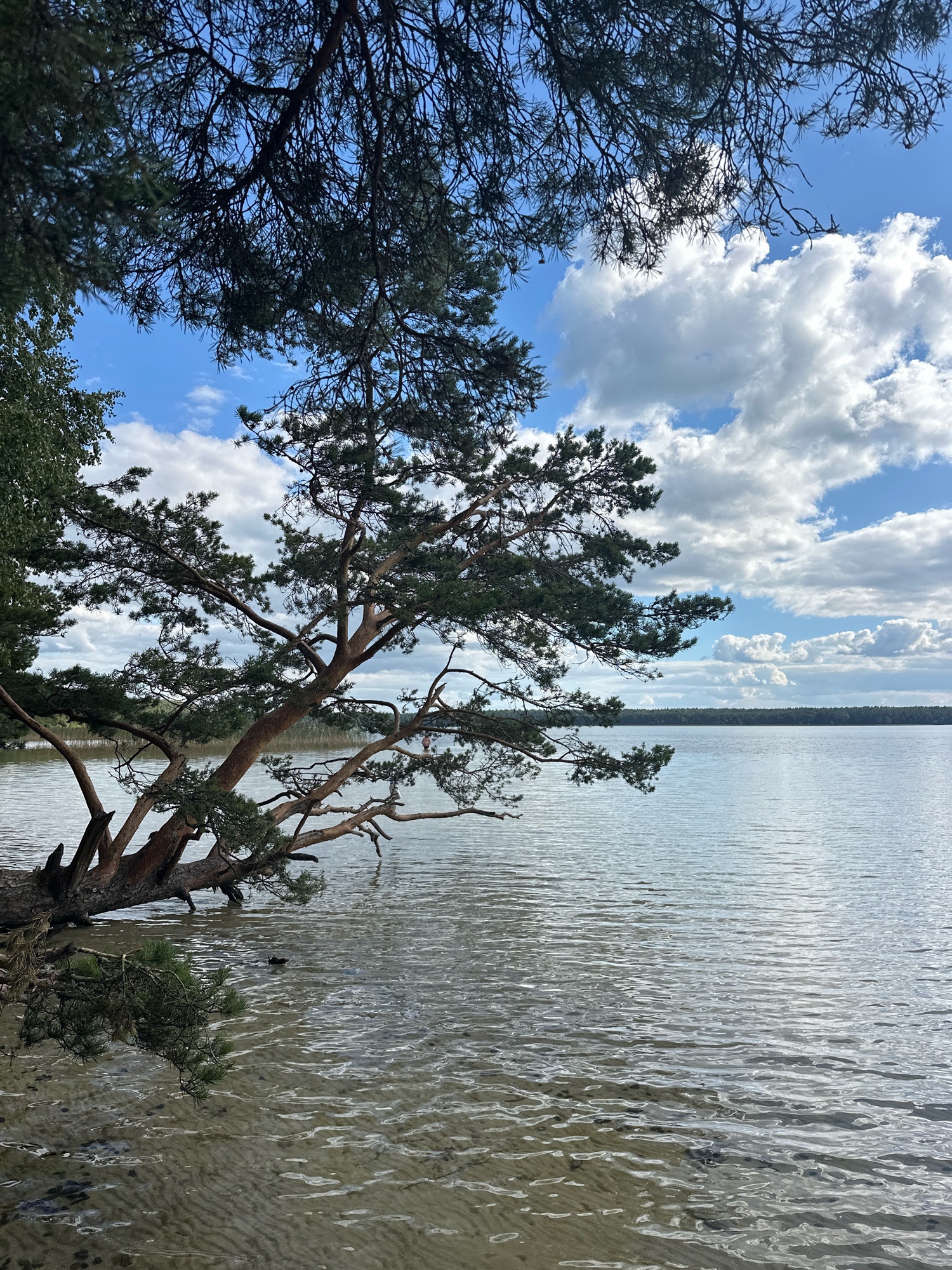 A low-angle, vertical outdoor shot captures a serene natural scene at the shores of a lake. A large pine tree, its trunk extending from the left foreground and dipping into the shallow water, dominates the left side of the frame. Its branches spread out over the water, with some foliage hanging low. The water's surface is clear, revealing a sandy bottom with ripples on the surface creating a textured pattern. The middle ground shows the vast expanse of the lake, with a distant treeline on the horizon under a bright blue sky filled with scattered white clouds. The overall atmosphere is calm and tranquil, suggesting a remote natural setting. The image was taken in the vicinity of Мядзельскі сельскі Савет, Belarus, likely near a lake within this administrative area. There are no people visible in the frame, and no animals are clearly identifiable.