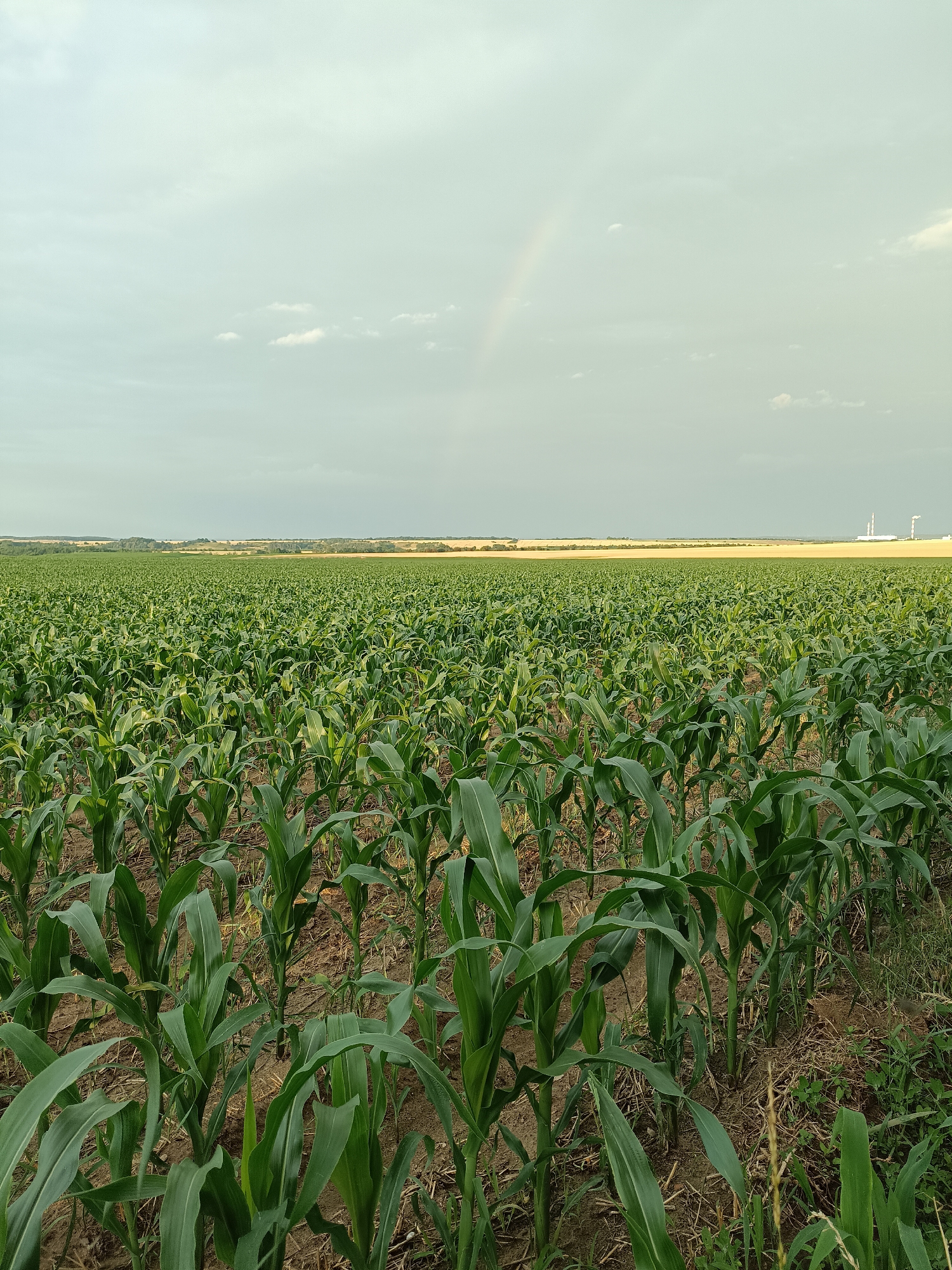 An expansive, verdant field of young corn plants stretches towards the horizon under a cloudy, pale sky. A faint rainbow arcs across the upper left portion of the sky, hinting at recent or impending precipitation. The corn stalks are a vibrant green, with broad leaves that reach upwards. The soil between the plants appears dry and sandy, with some sparse, dry vegetation visible at the edges of the rows. In the far distance, the land is flatter, with a line of trees breaking the uniformity of the landscape. To the right of the distant treeline, industrial structures with white chimneys are visible against the horizon. The scene evokes a rural, agricultural setting, possibly on the outskirts of Gartz (Oder), Germany, given the presence of both agricultural fields and industrial elements. No people or animals are present in the image.