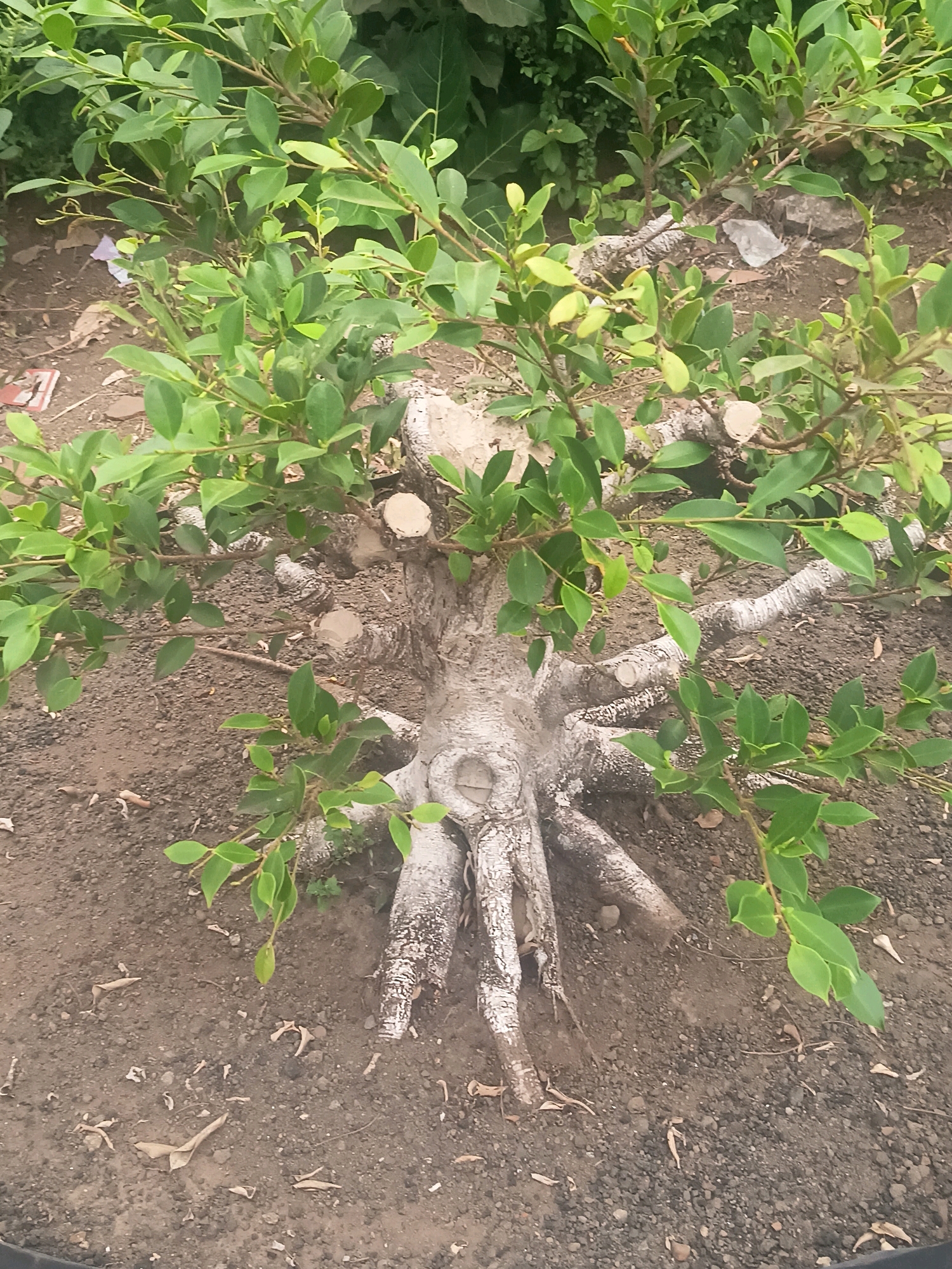 This image depicts a close-up, overhead view of a bonsai tree planted in the soil. The bonsai has a thick, gnarled trunk with exposed roots that spread outwards. The trunk and roots are a pale, almost white color, with some darker striations. Several branches emerge from the trunk, covered in lush, green, ovate leaves. Some branches have been pruned, evidenced by the circular, lighter-colored cuts. The ground surrounding the tree is composed of dark brown soil with small pebbles and scattered dry leaves. In the background, the foliage of other plants is visible, creating a dense green backdrop. The scene appears to be outdoors, in what could be a garden or nursery setting. The specific location of Kalipenggung, Indonesia, is not visually discernible from the image itself.