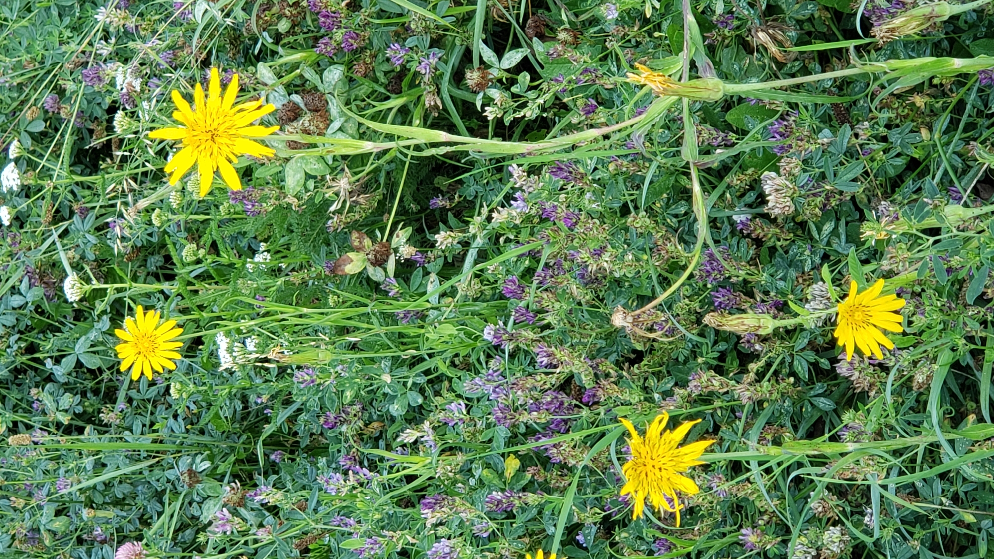 The image shows a close-up of a field of wildflowers in Prešov, Slovakia. The field is dense with green foliage, interspersed with numerous small purple flowers, likely a type of clover, and several yellow dandelion-like flowers with many thin petals. Some white wildflowers, possibly yarrow, are also visible. The overall impression is of a natural, overgrown meadow. There are no people or animals present in the image. The lighting suggests it is daytime.