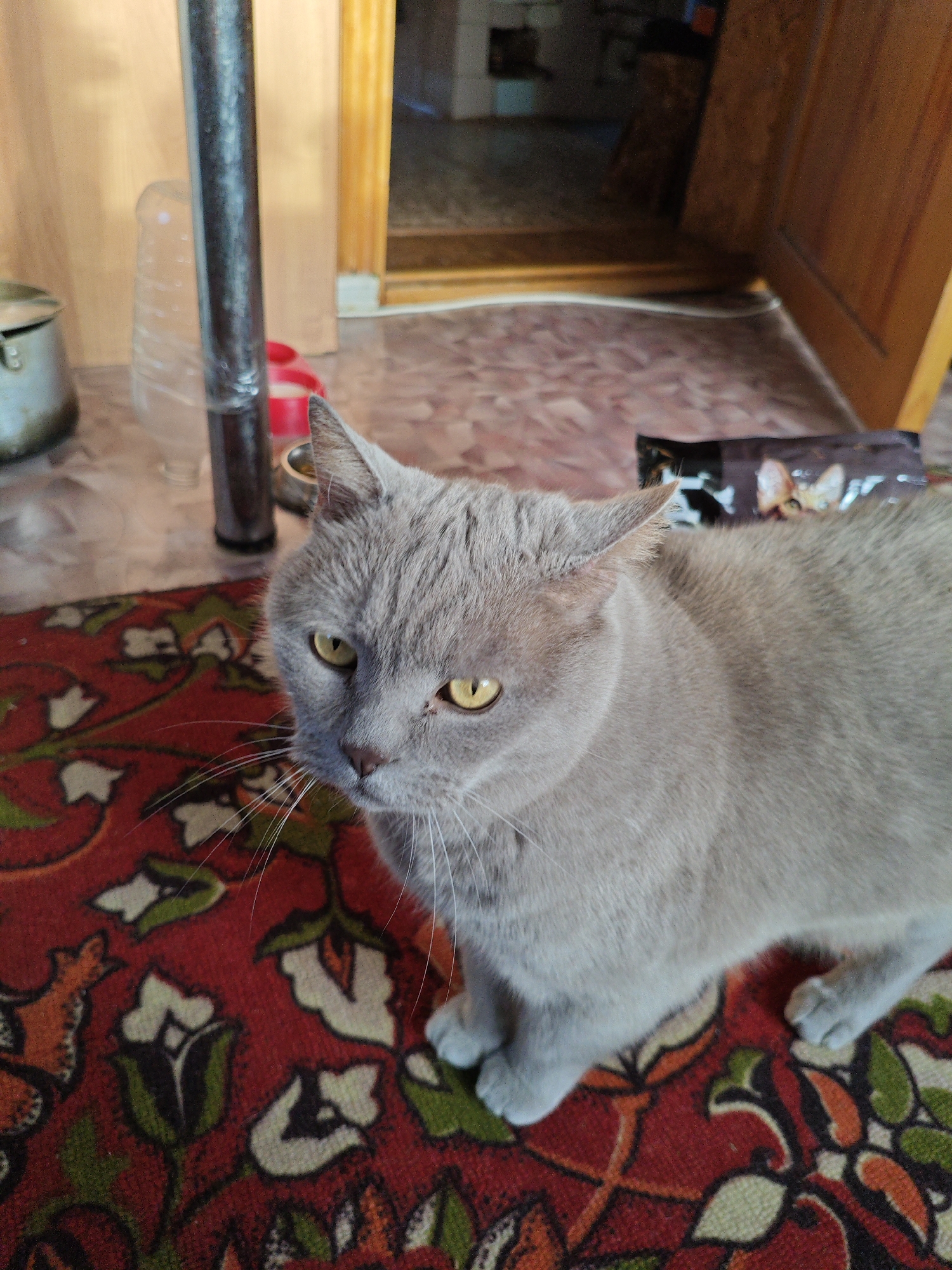 The image depicts an indoor scene within a residence in Dubovaya, Russia. The primary subject is a domestic cat, likely a British Shorthair due to its light grey (lavender/lilac) fur and robust build, positioned in the foreground. The cat faces directly towards the viewer with amber-yellow eyes, its whiskers prominent. Its front paws are visible on a red woven rug featuring an intricate pattern of white, green, and orange floral or paisley motifs.
In the midground, to the left of the cat, a metallic pot with a dark exterior is partially visible. Behind the pot, a translucent plastic bottle and a dark vertical metal pole stand upright. To the right of the pole, two red pet bowls are discernible on a light-colored, possibly patterned, hard floor. Further back, on the same floor surface, a dark plastic bag, possibly containing cat food, is situated. The background features a wooden door frame, indicating a doorway leading to another room, with a glimpse of a darker interior beyond. The walls appear to be light-colored or wood-paneled. No people are visible. The scene suggests a domestic environment, possibly a kitchen or hallway area.
