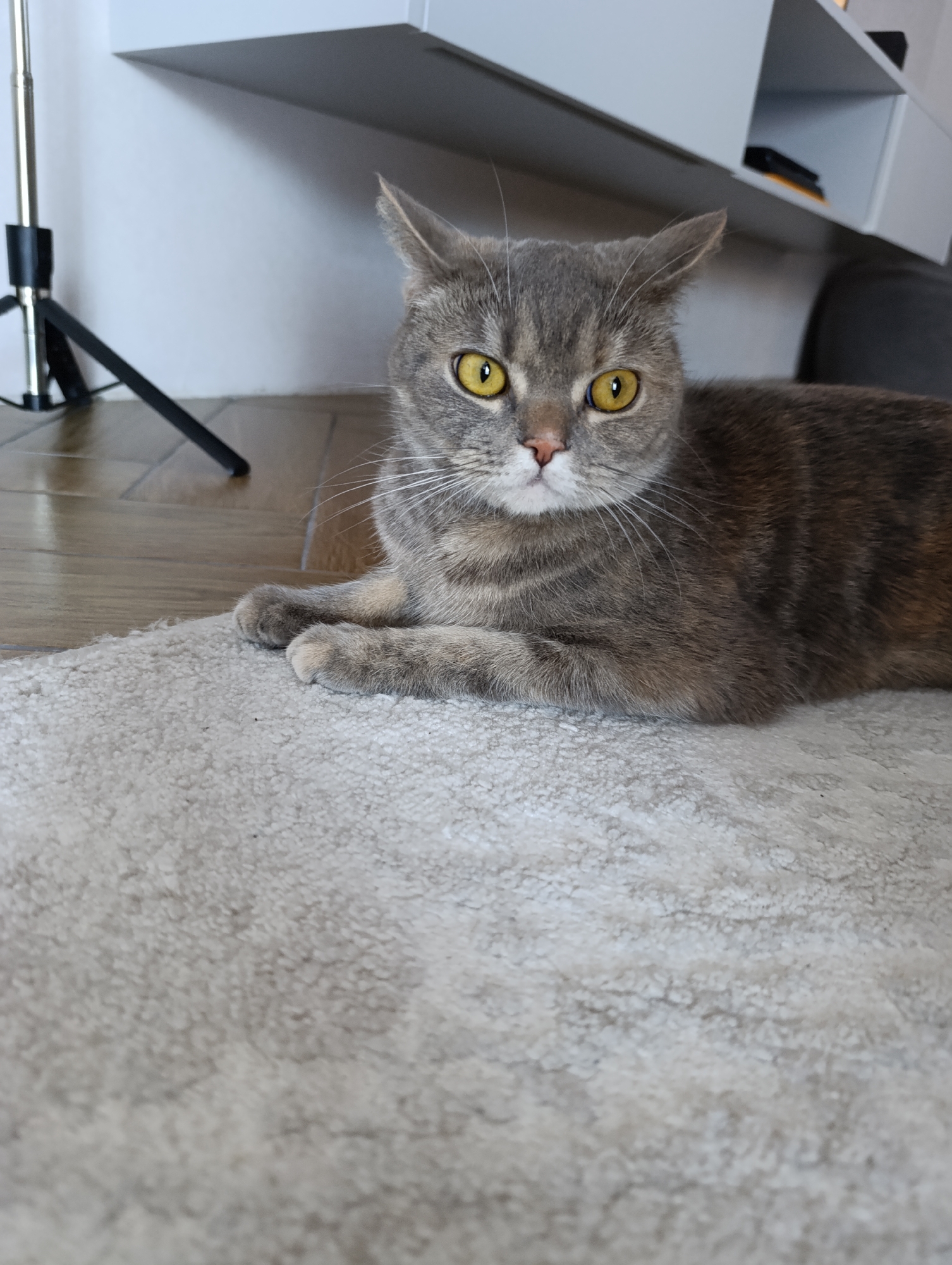 A gray and brown cat with yellow eyes is lying on a light gray rug. The cat is looking directly at the camera. In the background, there is a wooden floor, a black tripod stand, and a white shelf unit. The location appears to be indoors, possibly in a house or apartment. The city of Chaikovsky, Russia, cannot be determined from this image.