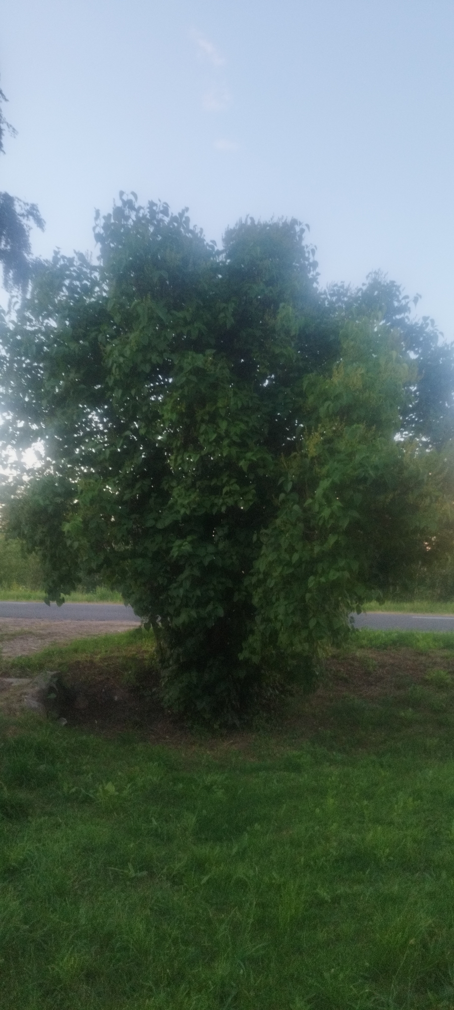 A medium shot captures a broad, dense, deciduous tree with vibrant green leaves from its base up to its canopy. The tree stands in the foreground, dominating the center of the frame. Behind the tree, a paved road runs horizontally across the image, bordered by a strip of brown soil and sparse vegetation. The background consists of a pale blue sky with a few faint clouds. The scene appears to be an outdoor setting, possibly a roadside park or verge within the Сінькоўскі сельскі Савет, Belarus, during daylight hours with overcast or twilight conditions. No people or animals are visible.