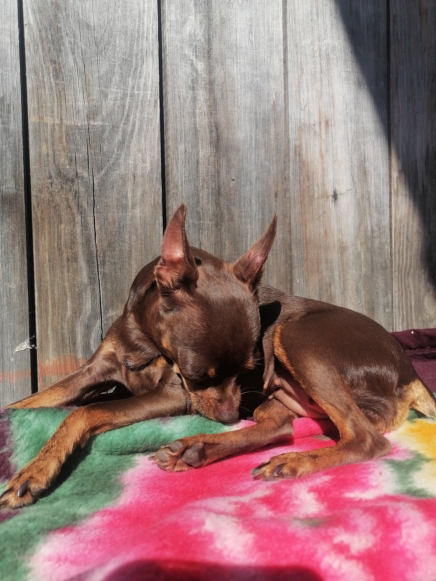 A small brown dog is lying down on a colorful blanket in front of a weathered wooden fence. The dog's eyes are closed, and its head is resting on its paws. The sun is shining, casting a shadow on the fence. The background is out of focus, but it appears to be a rural setting. The image was taken in Novopokrovka, Russia.