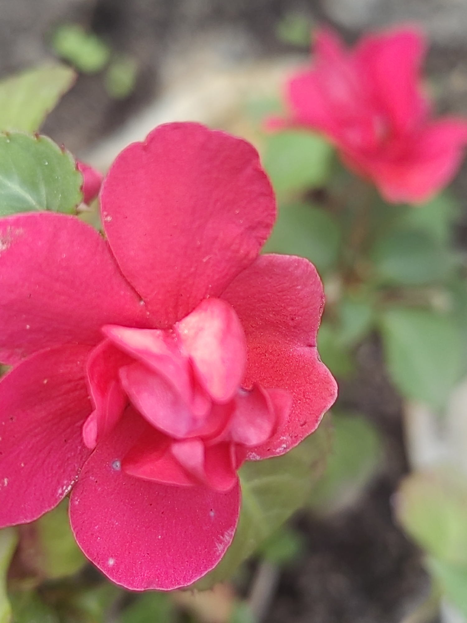 A close-up, slightly blurry photograph captures two vibrant pink impatiens flowers with green leaves in the foreground. The flower on the left is more in focus, revealing its delicate, layered petals and intricate center. The second flower, to the right and further in the background, is less defined but echoes the same bright pink hue. The background consists of out-of-focus soil and foliage, suggesting an outdoor garden setting. There is no indication of the specific location within the city of Hrodna, Belarus.