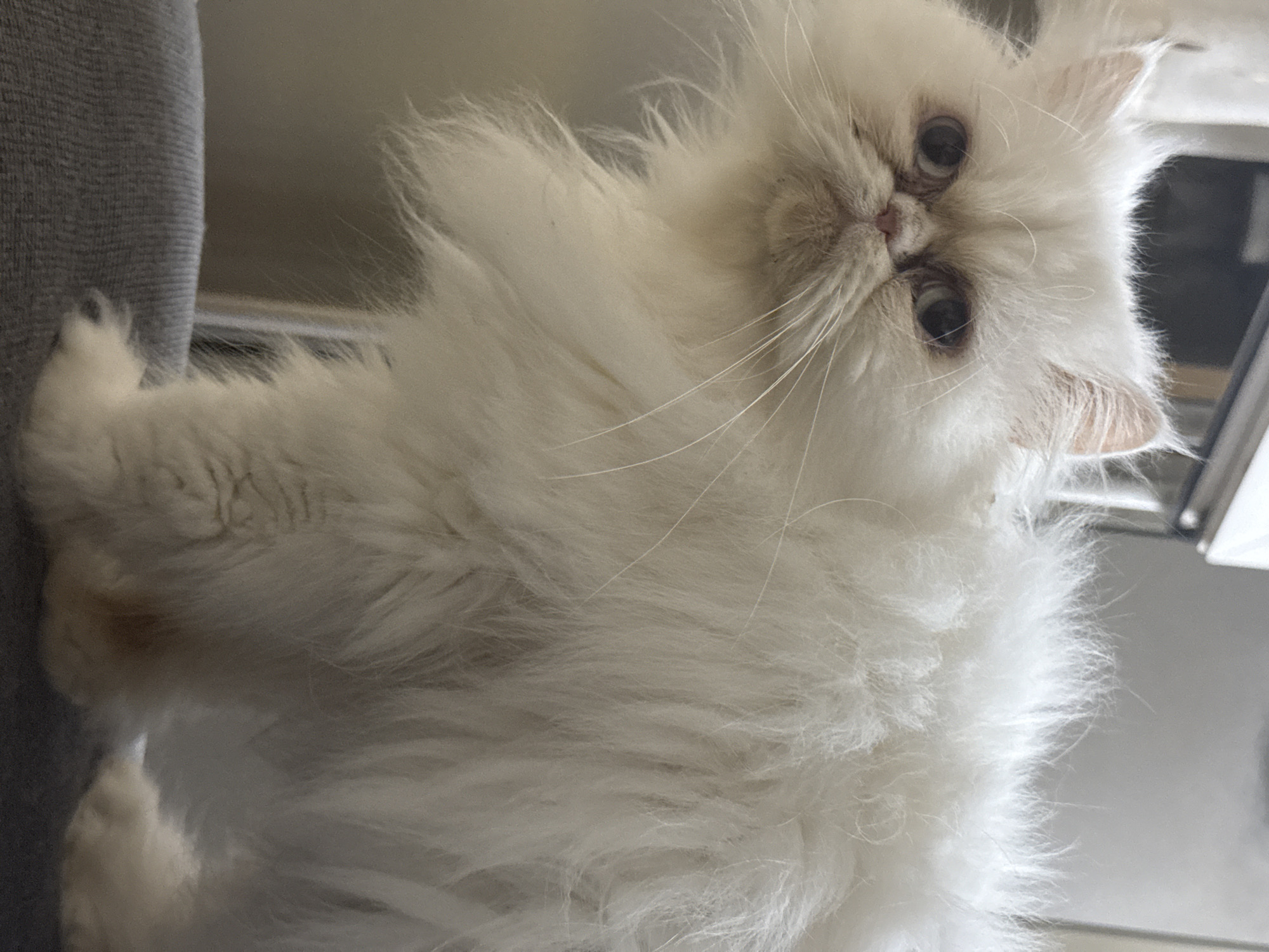 A fluffy, white Persian cat is pictured indoors, sitting on a gray surface. The cat's face is the focal point, with large, dark eyes, a pink nose, and long white whiskers. Its fur is thick and appears somewhat unkempt, creating a soft, voluminous appearance. The background is blurred and appears to be an indoor setting, possibly a room with neutral-colored walls and furniture. There are no people visible in the image. The cat is positioned in the center of the frame, looking directly at the camera with a slightly stern expression. The lighting is soft, highlighting the texture of the cat's fur. The location in Burgas, Bulgaria, is not specified in the image itself.