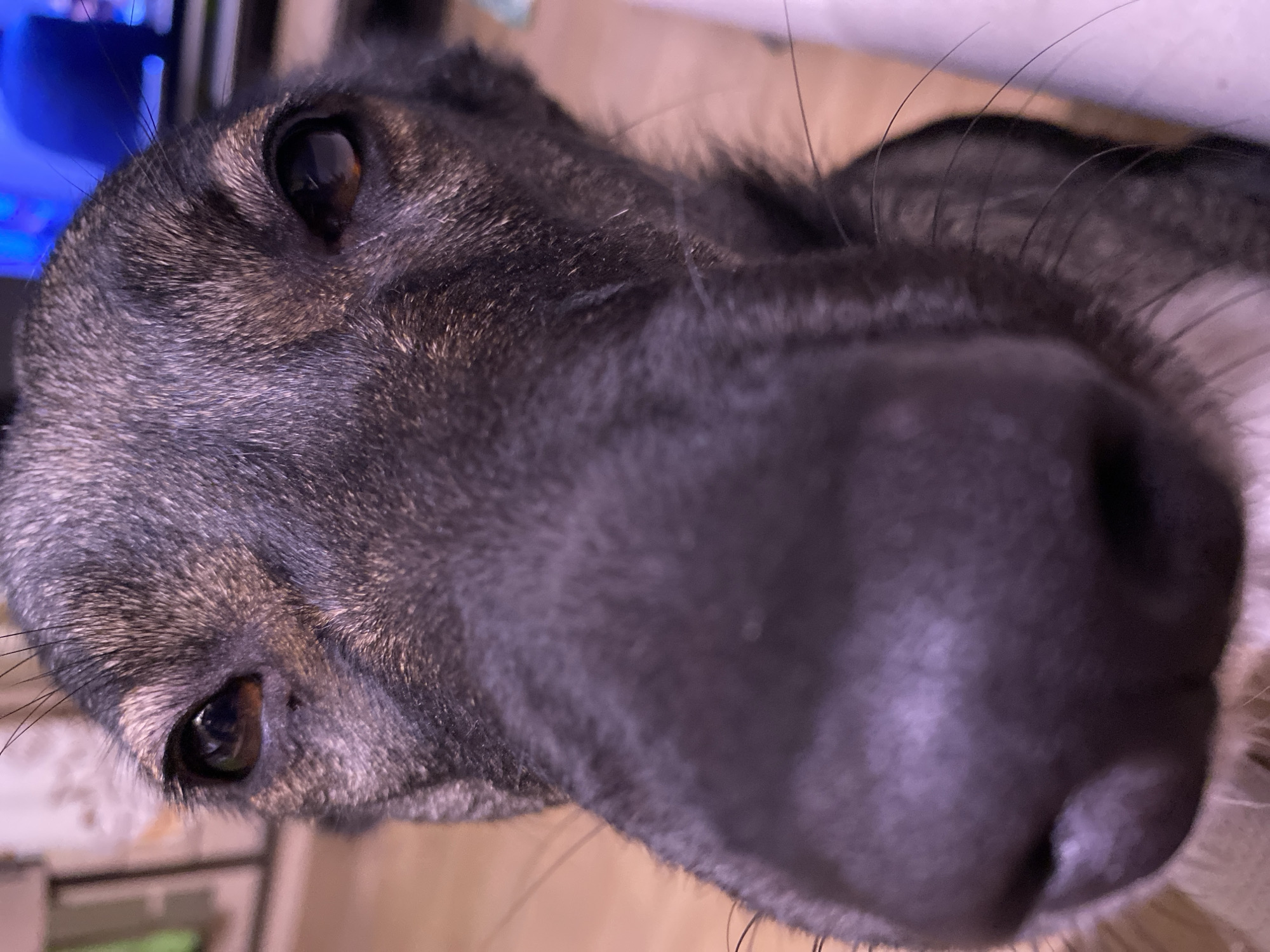 A close-up, downward-angled shot of a dog's face. The dog has a large, wet, black nose taking up a significant portion of the frame. Its fur is a mix of gray and brown tones, particularly around the eyes. The dog's eyes are brown. The background is out of focus, but appears to be an indoor environment with furniture visible. The image does not contain information to determine the location of the scene in the city of Chaikovsky, Russia.