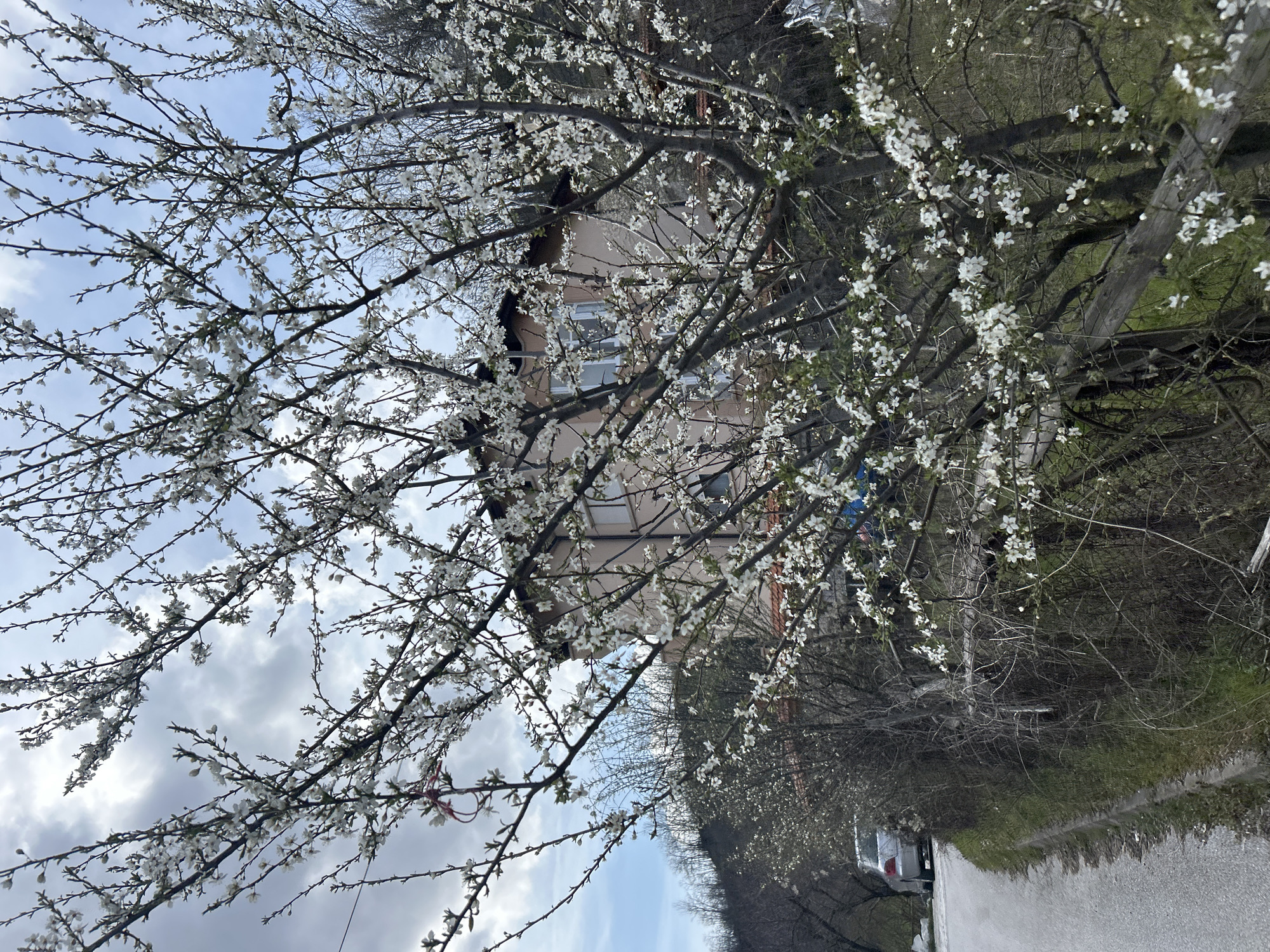 A detailed, forensic analysis of the image reveals an outdoor scene in Zlatograd, Bulgaria, during what appears to be early spring.
The foreground is dominated by a large deciduous tree in full bloom, featuring numerous small white flowers on its branches. The branches are mostly bare of leaves, indicating an early season bloom. A red and white string, characteristic of a Martenitsa, is tied to a branch on the left side of the tree. The tree partially obscures the background.
Behind the blooming tree, an asphalt road curves to the left, bordered on its right by a concrete curb and sparse, dry vegetation including dormant bushes and patches of green grass. Further down the road on the left, a silver or light-colored sedan is parked, with its rear visible, facing away from the viewer.
In the mid-background, a two-story building with a light peach-colored stucco facade is visible. It features several rectangular windows with white frames; one window on the upper floor appears to have external shutters. A portion of a dark-tiled roofline is also discernible.
The background consists of a steep hillside covered in dormant, leafless trees and brush, suggesting a forested area. The sky above is partially overcast with a mix of grey clouds and patches of blue. No individuals or direct interactions are observable within the frame.