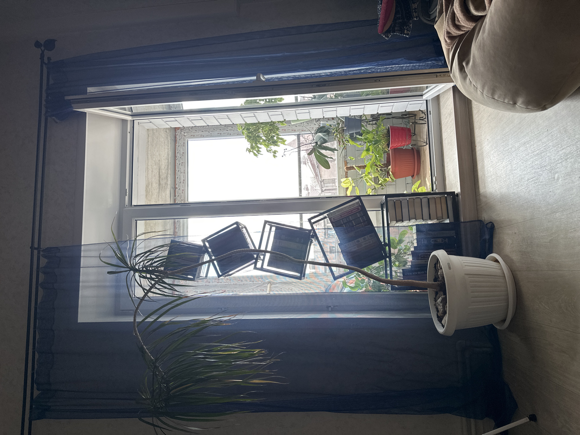 This is a photograph taken from inside an apartment looking out a window. The window is open, revealing plants on the exterior windowsill. Inside, there is a tall plant with long, thin leaves in a white pot. Behind the plant, and slightly to the right, is a shelf unit with several books and binders. Some of these books are leaning against the window frame. The interior appears to be a living room with wooden flooring and a dark curtain on the left side. The light coming from the window suggests it is daytime, and the weather appears to be overcast.
Notable details include a plant with its trunk and branches extending towards the window. The books on the shelf have visible text, including what appears to be "BOOK BINDERS" on one of them. The overall scene suggests a domestic setting, likely in Russia given the location context. There are no people visible in the photograph. The mood is neutral, focusing on the objects and the view.