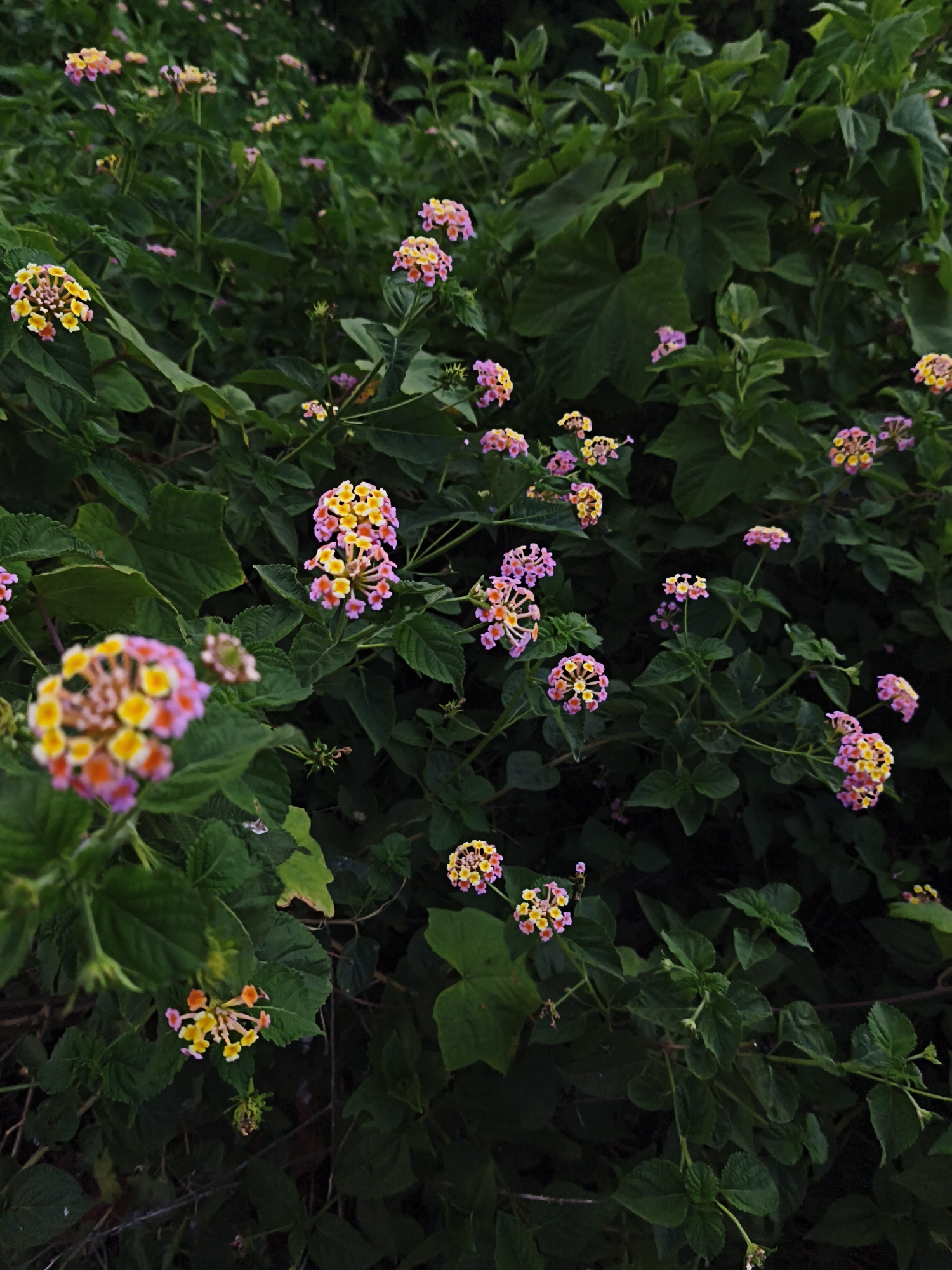 The image depicts a dense cluster of green foliage with numerous small, multicolored flowers, predominantly in shades of pink, yellow, and orange. The flowers are arranged in spherical clusters and grow on thin stems amidst the leaves. The background is dark and indistinct, suggesting a natural setting like a garden or park, likely within the city of Nha Trang Ward, Vietnam. There are no people or discernible actions taking place; the focus is solely on the vegetation and the flowers.