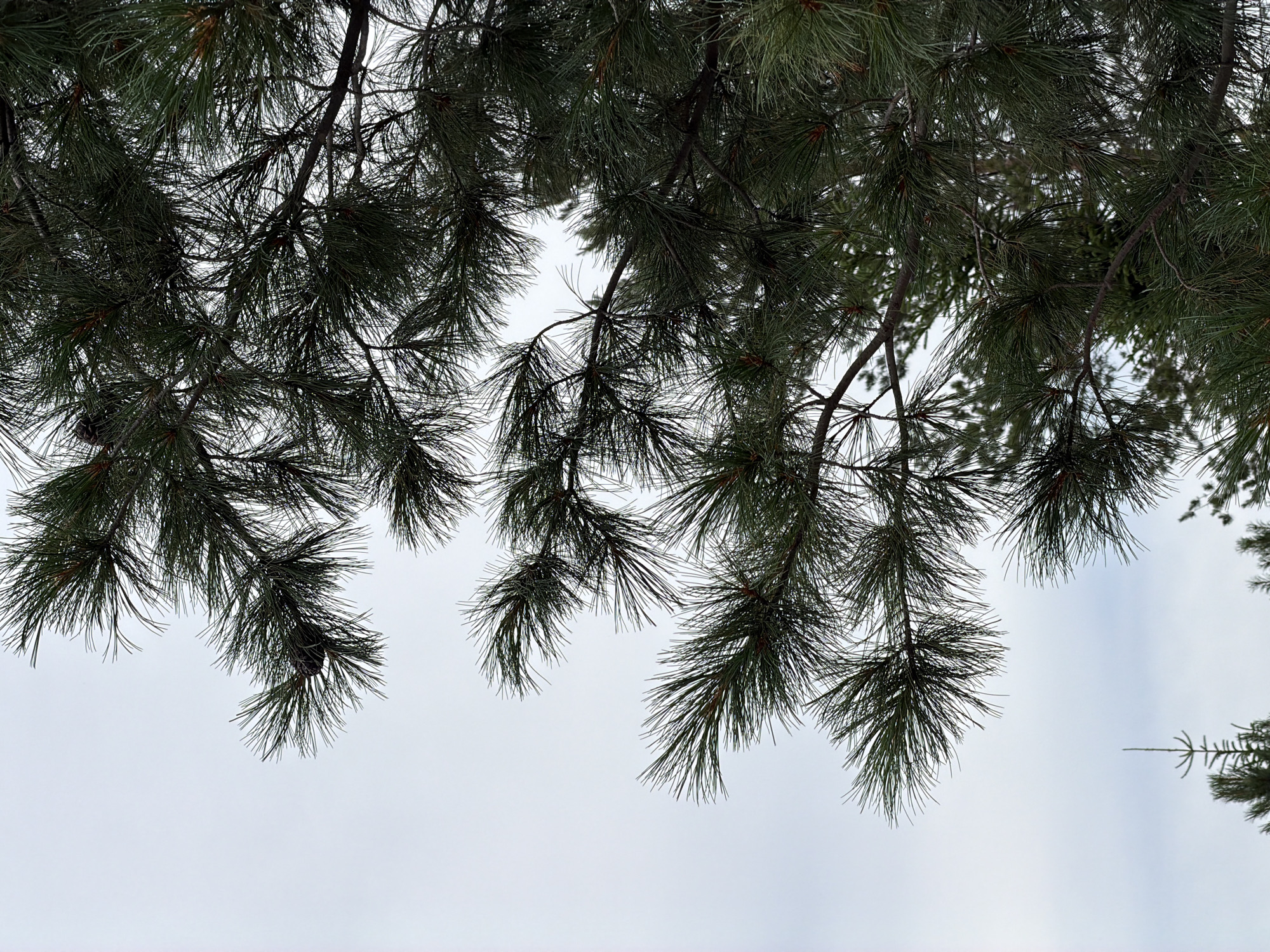 This is a close-up, low-angle shot of pine tree branches and needles against an overcast sky. The pine needles are dark green and appear to be wet, possibly from rain or dew. Several pine cones are visible nestled amongst the needles. The background is a uniform light grey sky with no discernible features. In the lower portion of the image, the tops of other pine trees are visible, suggesting a wooded area. The image does not contain any people or specific identifiable landmarks that would indicate a precise location within the city of Озерное (майминский), Russia.