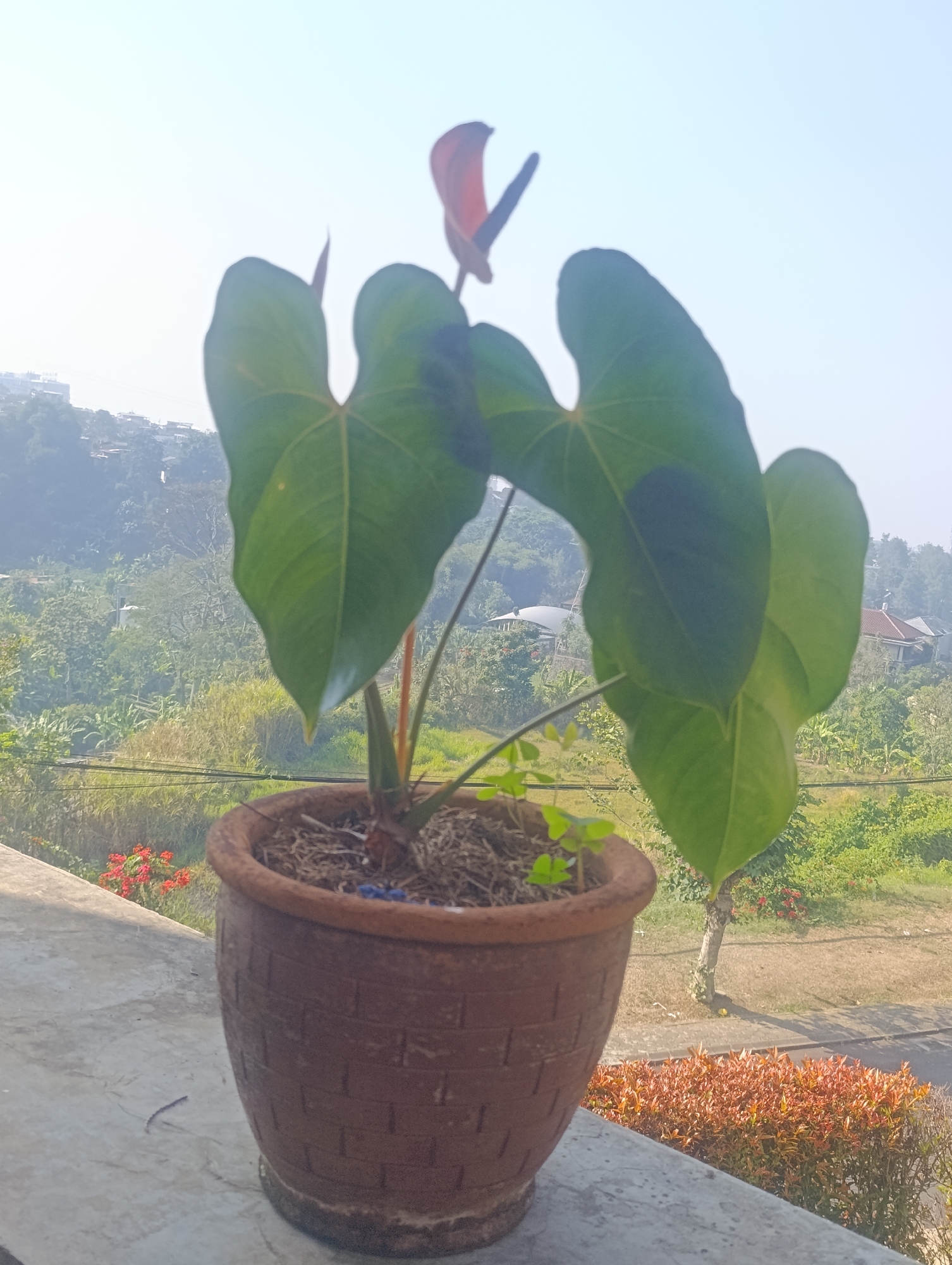A potted Anthurium plant with large green leaves and a red spathe is positioned on a concrete ledge. The ledge overlooks a lush, green landscape with rolling hills and scattered buildings. In the foreground, a small centipede is visible on the concrete. The background suggests a semi-rural or suburban setting within the city of Ciwaruga, Indonesia, characterized by dense vegetation, trees, and residential structures. The sky is clear and bright, indicating daytime.