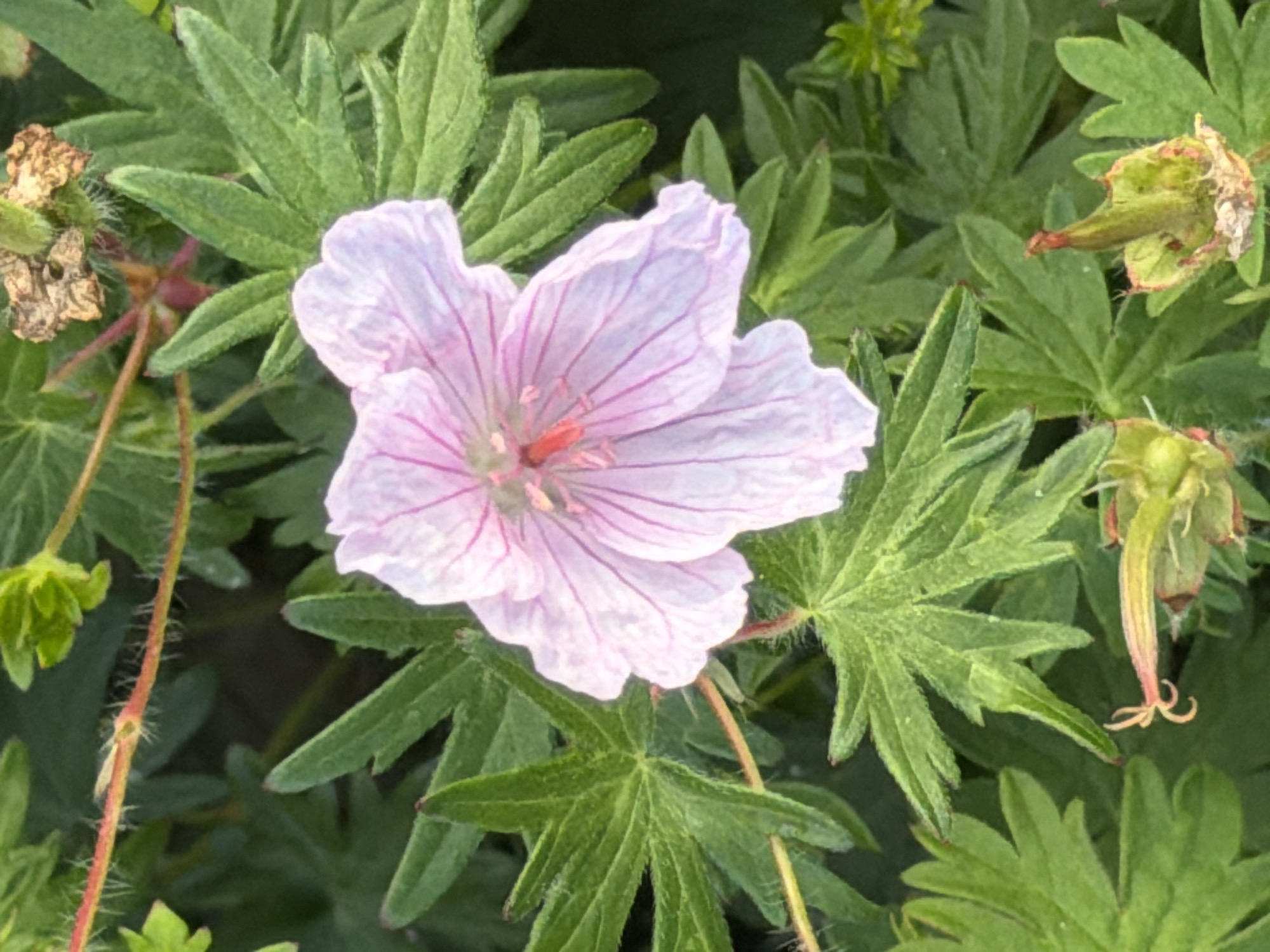 A close-up, high-angle, vertical shot captures a single, light pink geranium flower with delicate dark pink veins, centered in the frame. The flower's petals are slightly translucent and ruffled. Surrounding the bloom are numerous deeply lobed, green leaves with serrated edges. The stems are thin and reddish, some covered in fine hairs, and a few seed pods are visible at the bottom, one appearing partially dried. The background is a dense, out-of-focus arrangement of more green foliage. This image was taken in Kyiv, Ukraine.