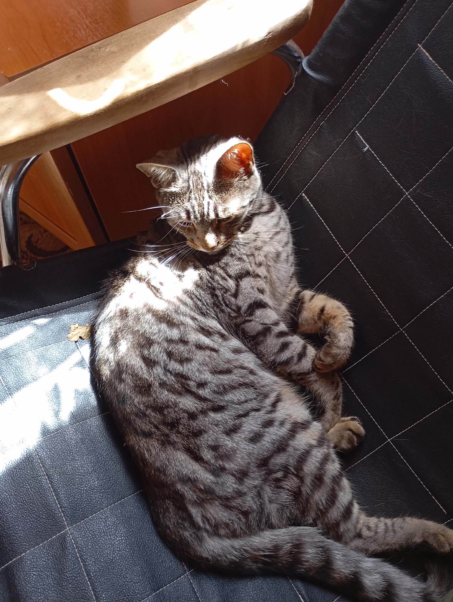 A tabby cat is curled up on a black chair in what appears to be an indoor setting. Sunlight streams in from the left, casting shadows across the cat and the chair. The cat is gray with black stripes and has its paws tucked in. The chair has a quilted pattern with white stitching. A wooden surface is visible in the upper left corner of the image. The overall impression is one of a peaceful, sun-drenched nap. There are no people present in the image, and the scene is domestic. The image was taken in Vysokaya Gora, Russia.