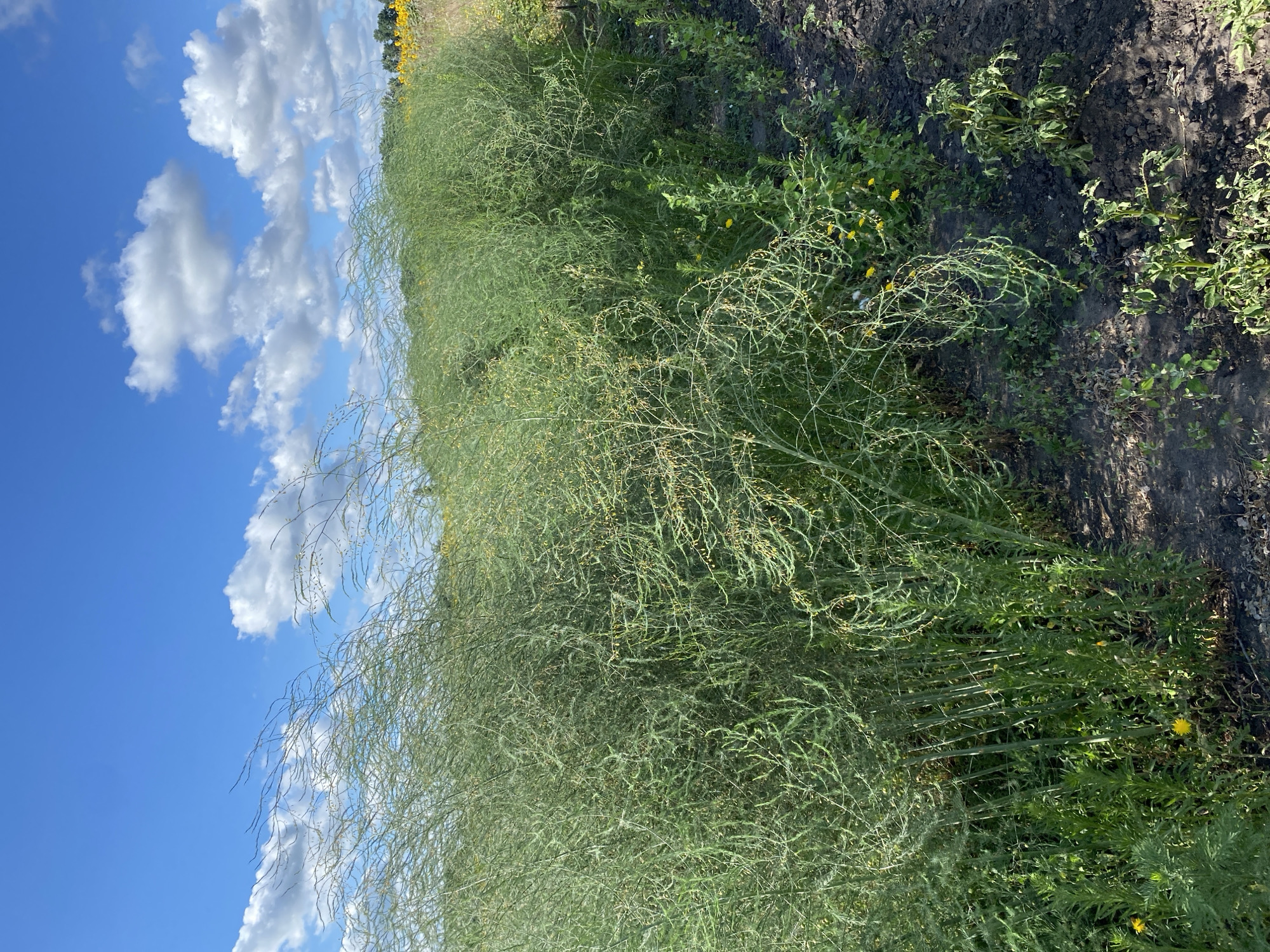 The image shows a field with tall green plants, likely asparagus, under a blue sky with scattered white clouds. The plants are dense and fill the frame, with some of them bending and swaying. There is dark soil visible in the foreground, with some smaller green plants and yellow wildflowers growing among the larger stalks. In the distance, a field of yellow sunflowers can be seen, suggesting a rural or agricultural setting. The overall impression is one of a sunny day in a natural environment. The image was taken in Vasylky, Ukraine.