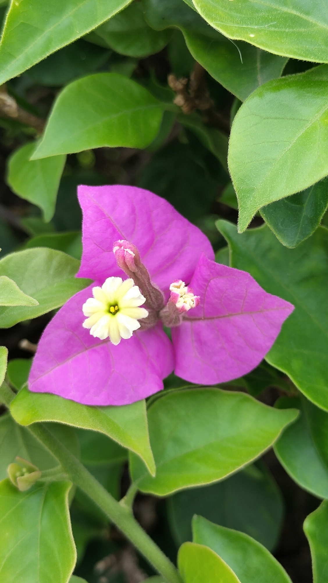 A close-up shot captures a vibrant Bougainvillea flower, its bright pink bracts unfurling around a delicate white flower with a yellow center. The flower is nestled amongst lush green leaves, creating a striking contrast of colors. The image appears to be taken in Lhokseumawe, Indonesia, likely in a garden or park setting, given the presence of abundant flora. The lighting is soft and natural, highlighting the intricate details of the petals and leaves. The composition is well-balanced, with the flower as the clear focal point, drawing the viewer's attention to its natural beauty.