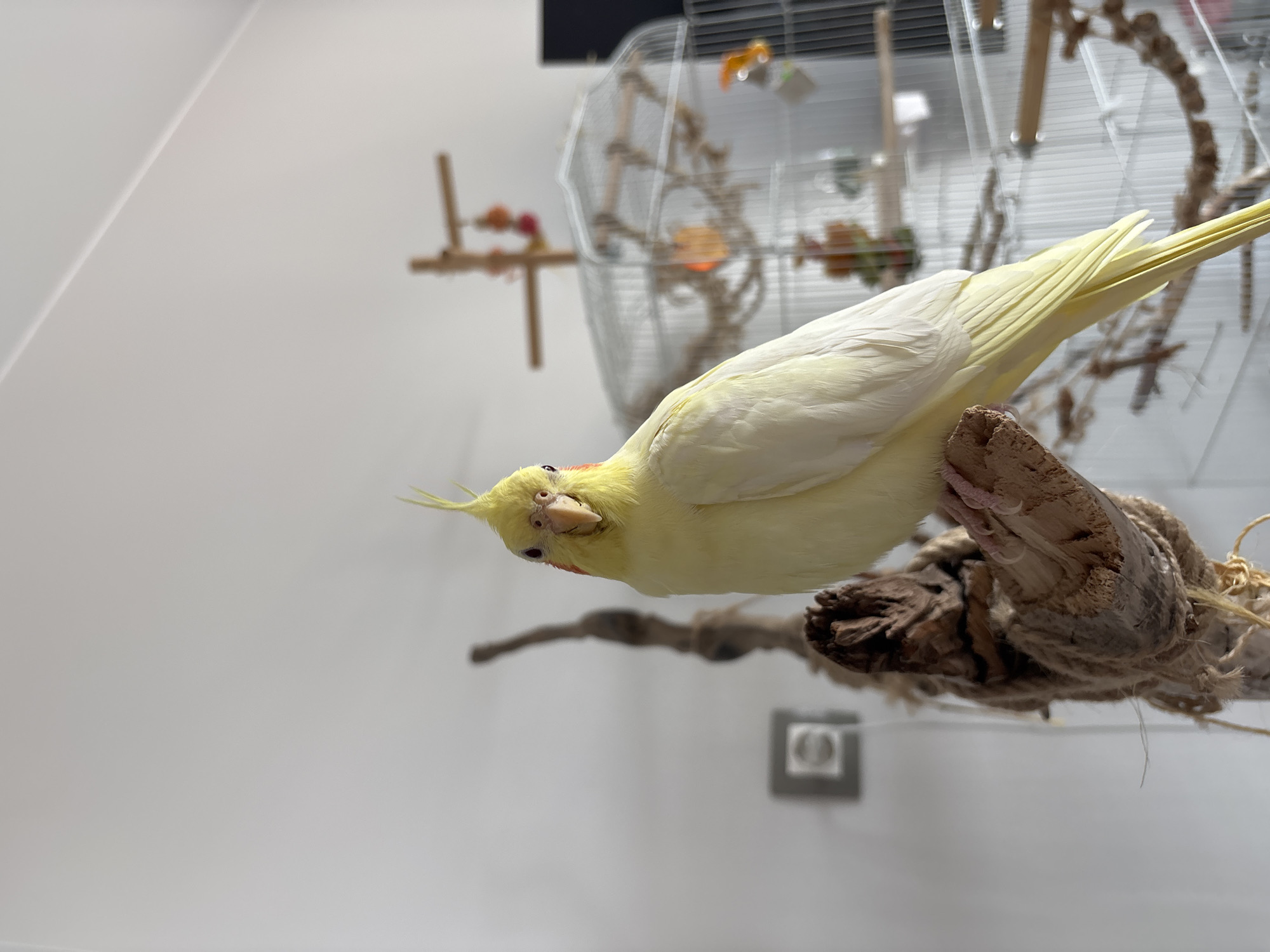 A pale yellow cockatiel is perched on a branch covered with rope, with its head cocked to the side looking at the camera. The bird has a reddish patch on its cheek. In the background is a birdcage. The setting appears to be an interior with white walls. The specific location in Krasnoyarsk, Russia, is not discernible from the image.