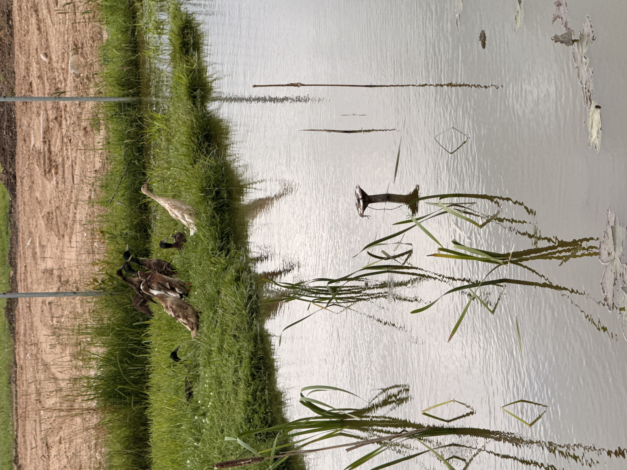 The image captures a pond edge in Galinė, Lithuania, with a cluster of ducks on the grassy bank and in the water. The ducks, varying in color from dark brown to white, are situated near reeds and taller grasses. A single white duck stands out on the grass near the water's edge. The water surface reflects the sky and vegetation, with several thin reeds emerging from it. In the background, a dirt area with some sparse vegetation and a wire fence is visible. There are no people in the image.
