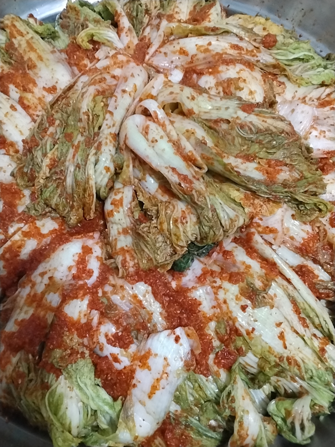 A close-up overhead shot shows a large, round metal container filled with a mound of prepared Napa cabbage, also known as Chinese cabbage. The cabbage leaves are stuffed and coated with a vibrant red paste, likely a seasoning mixture for kimchi. The leaves are layered and folded inwards, creating a visually appealing, textured surface with white and green hues of the cabbage interspersed with the fiery red of the paste. The lighting is natural and even, highlighting the fresh ingredients. The image does not contain any specific geographical markers or information to indicate its location in Laranjal Paulista, Brazil.