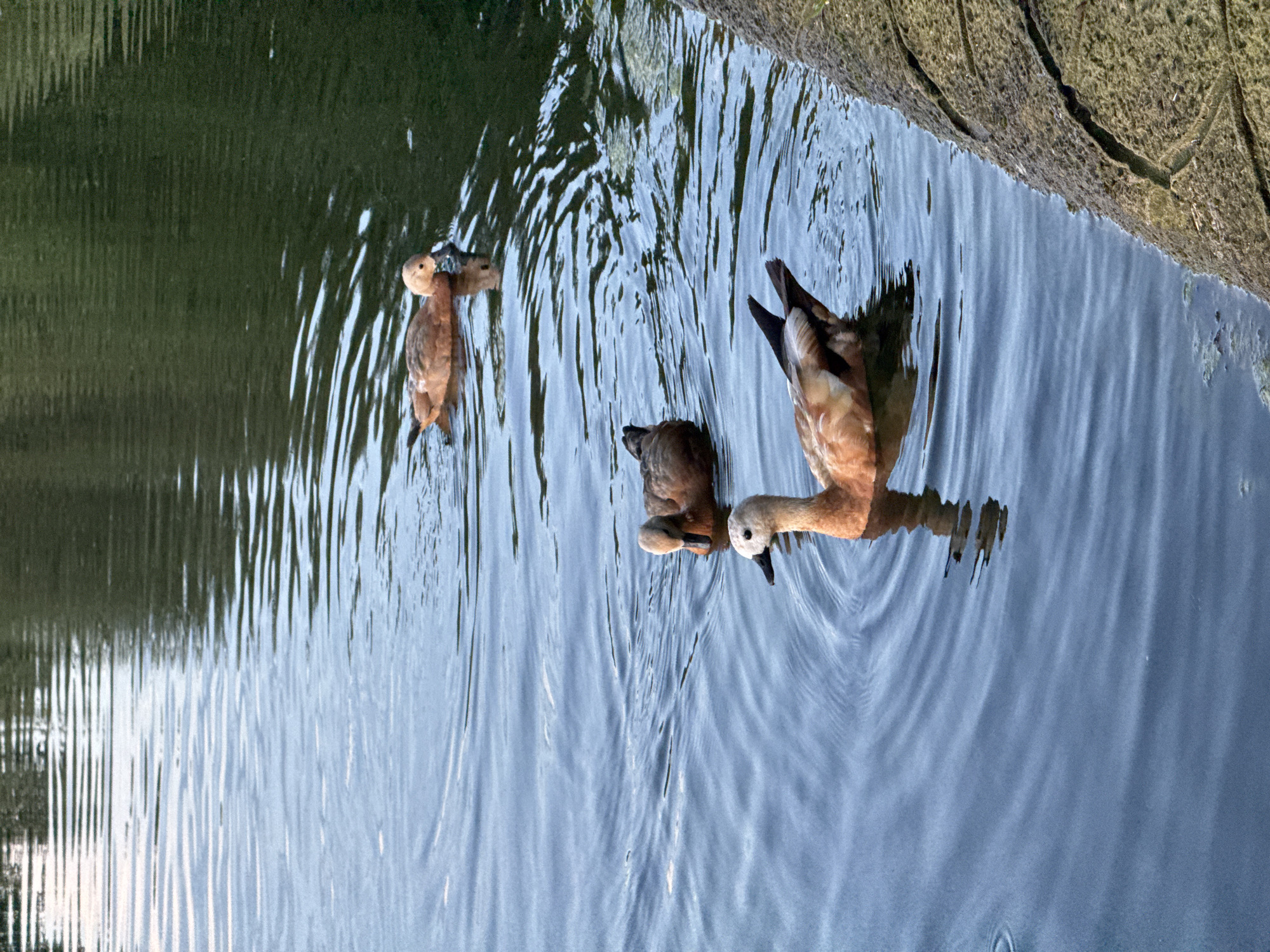 Three Ruddy Shelducks swim in a body of water. The ducks are a reddish-brown color with lighter heads and black beaks. They are swimming in a line from front to back, with the closest duck facing away from the camera, and the other two facing towards it. The water is calm and reflects the green trees and blue sky. The scene appears to be in a park or natural area. The image was taken in Khimki, Russia.