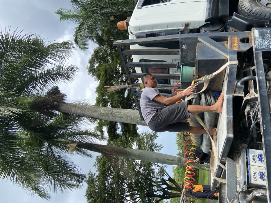 A man is securing a load of tarpaulin on the back of a flatbed truck. The truck is parked on a dirt road in a wooded area in Padalarang, Indonesia. There is a green bucket and a pile of brushes sitting on the back of the truck. The man is wearing a light blue t-shirt and dark blue shorts. He has short dark hair. There is a second person, a man, out of focus, standing to the right of the truck bed, also wearing a dark blue t-shirt. They are located at latitude: -6.853, longitude: 107.492. Two trees, palm trees, are visible in the background. The man is tying a strap to the tarpaulin. There is a yellow and red hose coiled on the back of the truck bed. There is a third, partially obscured man standing near the truck bed and facing the man securing the load, who has his hand raised as though he is talking to the man securing the load. There is an orange light on the truck. The image is taken at a low angle, giving the viewer a clear view of the truck bed.