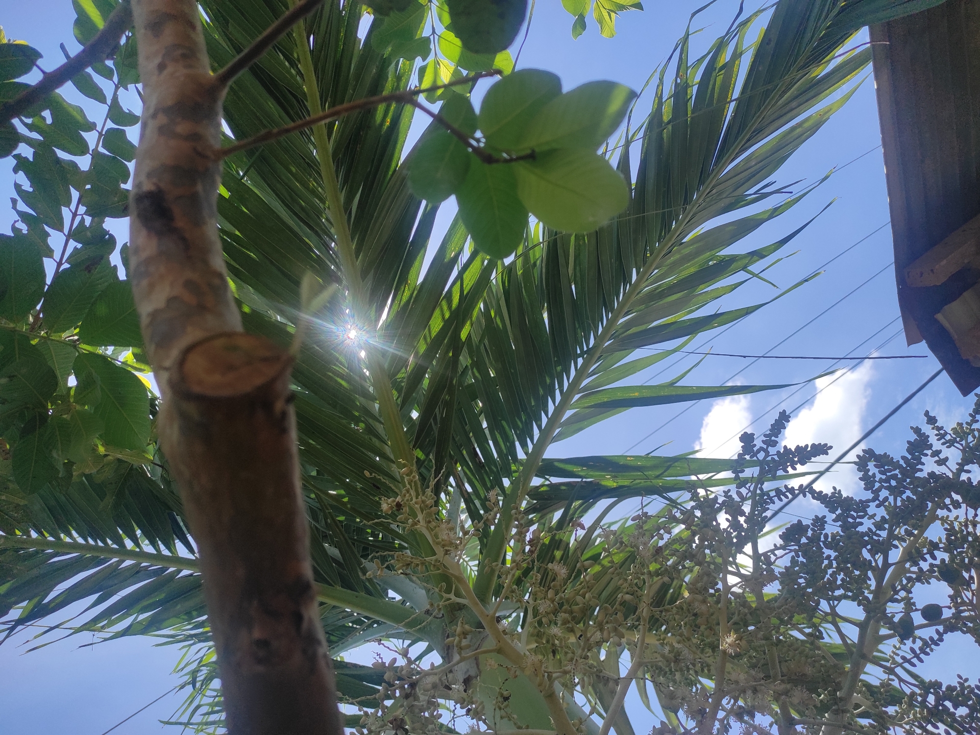 The image, likely taken in Lhokseumawe, Indonesia, features a low-angle view upwards towards a blue sky with scattered clouds. Dominating the foreground is a tree trunk, likely a local variety, positioned on the left side of the frame. The tree's branch has been pruned. Green foliage, including the fronds of a palm tree and other broader leaves, partially obscures the sky. Sunlight is visible, filtering through the leaves, creating a lens flare effect. In the lower right, a tree bearing numerous small, clustered fruits is visible. Overhead electrical lines are also present in the upper right portion of the frame, along with a glimpse of what appears to be a corrugated metal roof.
