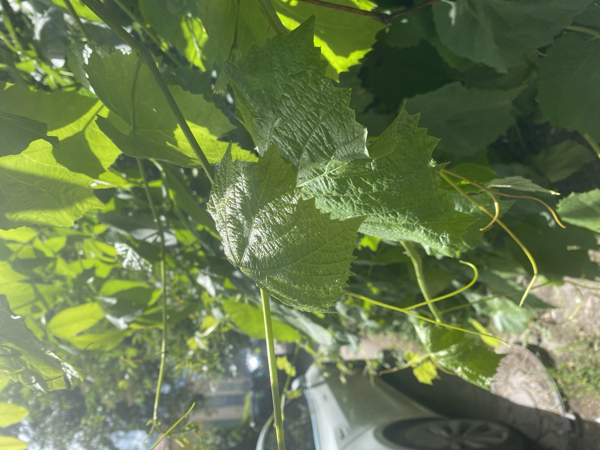 In an outdoor urban setting, green leaves of a plant, possibly a vine, are in sharp focus in the foreground, with sunlight dappling through them. Some leaves show prominent veins and serrated edges. Yellow tendrils are visible, curling among the foliage. In the background, slightly out of focus, a white car is parked on a paved surface, with a glimpse of buildings and trees beyond, suggesting a residential or street environment. The overall impression is a close-up view of nature within a city.