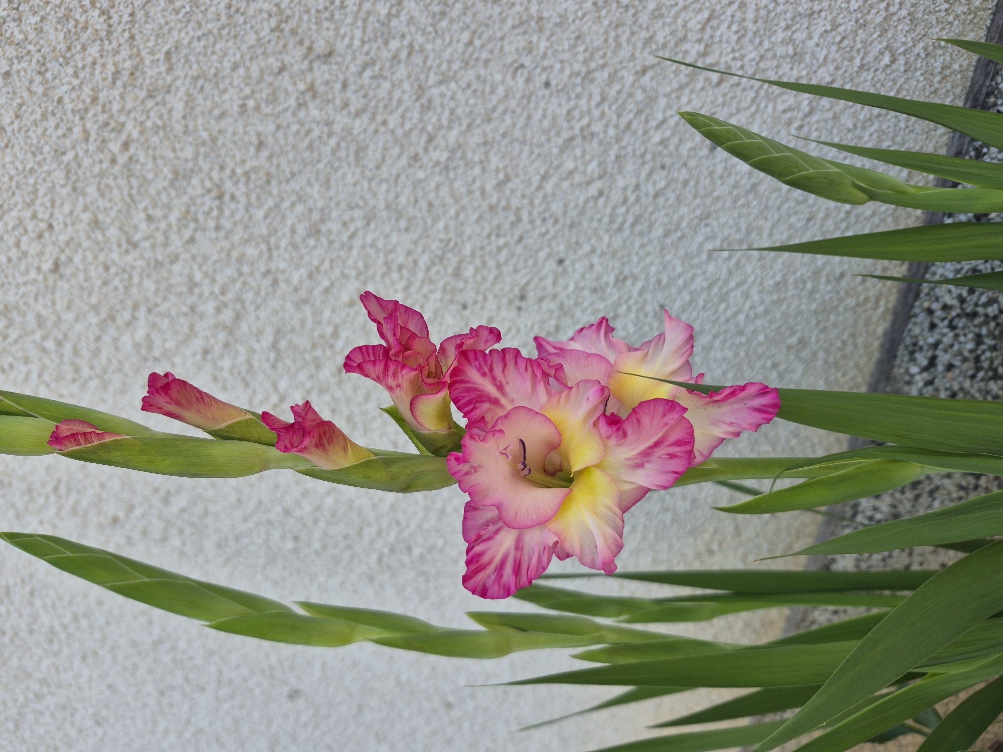 A close-up, vertical shot shows a gladiolus flower with pink and yellow petals, against a textured, light-colored wall in the background. The flower stalk is in focus, with several buds visible. Several long, green gladiolus leaves are also visible in the foreground and left side of the image. The ground beneath the flowers appears to be a mix of gravel and dark soil. There are no people or animals present in the image. The scene appears to be outdoors, likely in a garden or residential area. The location in Indzhe Voyvoda, Bulgaria is not visually discernible from the image itself.